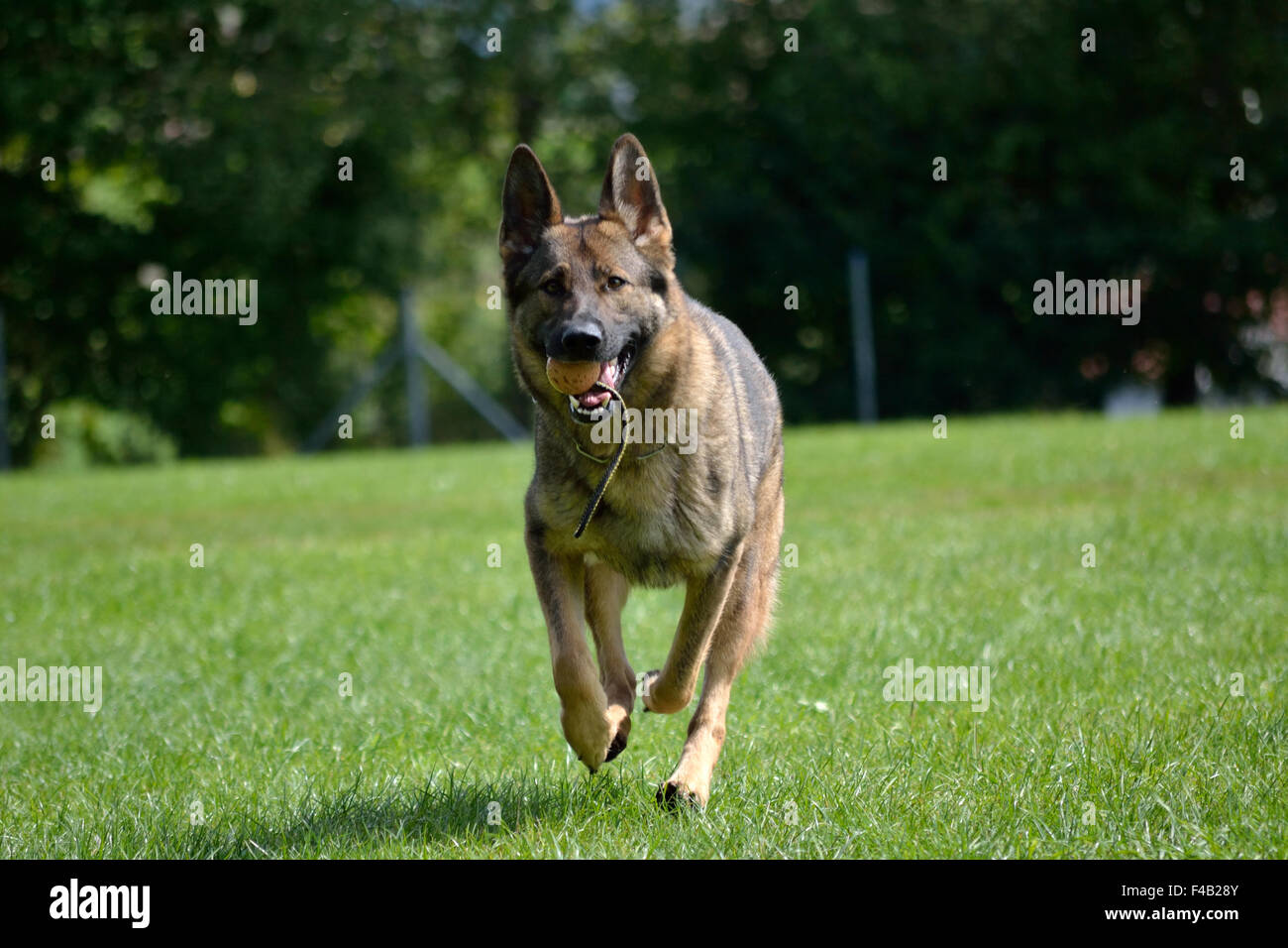 German shepherd running with game ball Stock Photo