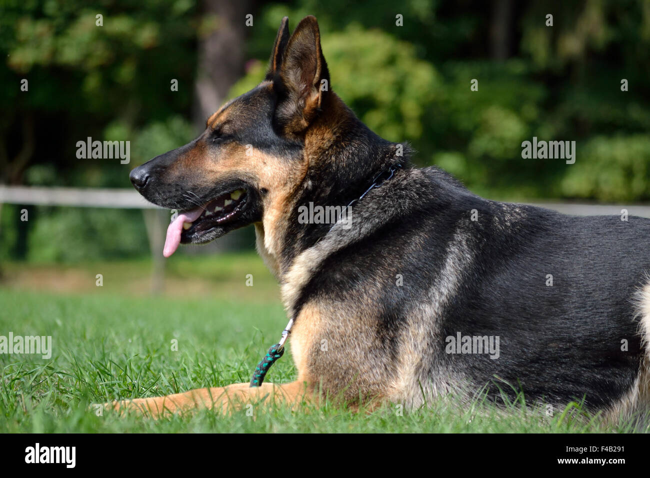 Attentive German Shepherd Dog Stock Photo