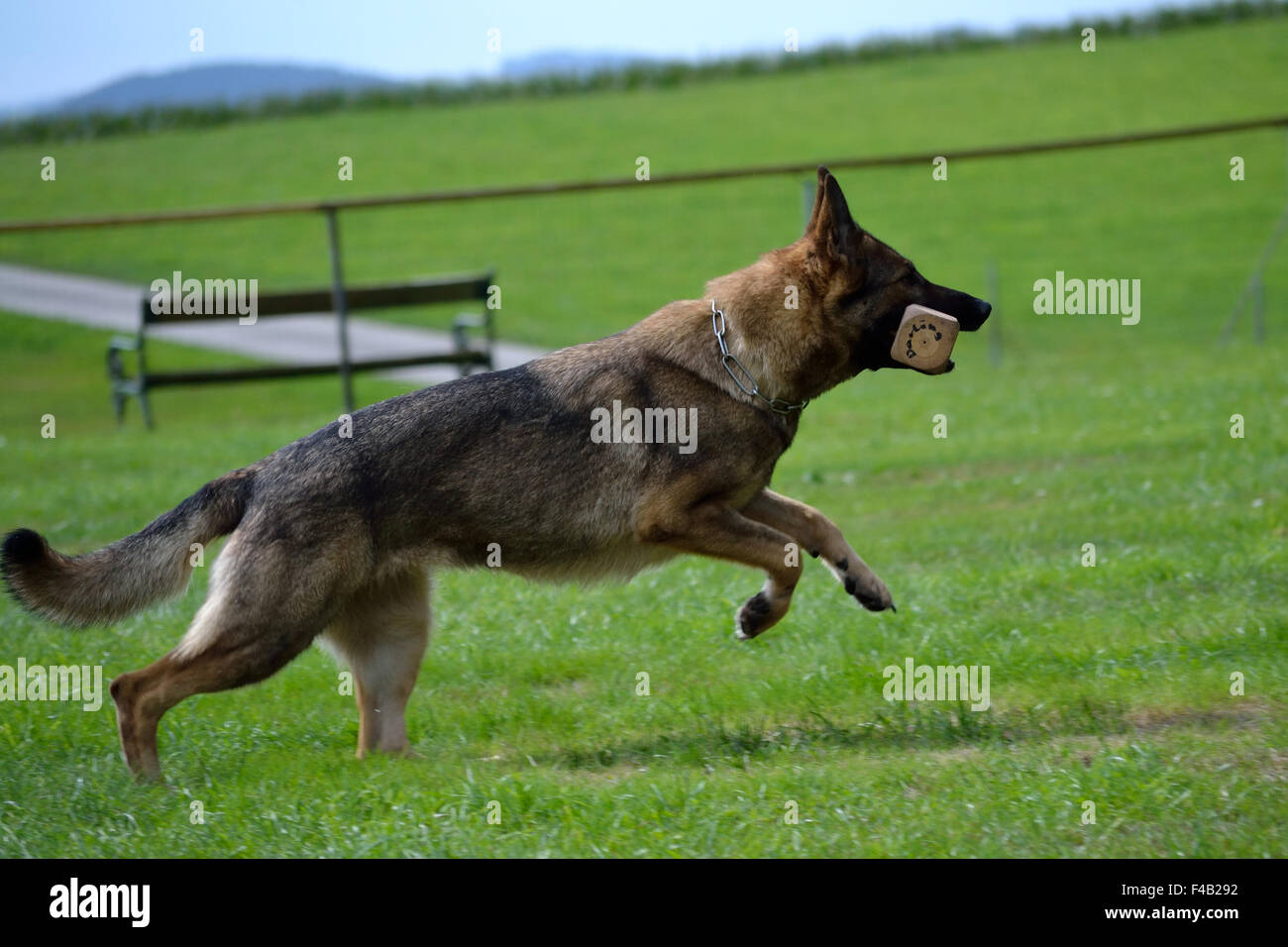 German Shepherd with Dumbbell Stock Photo