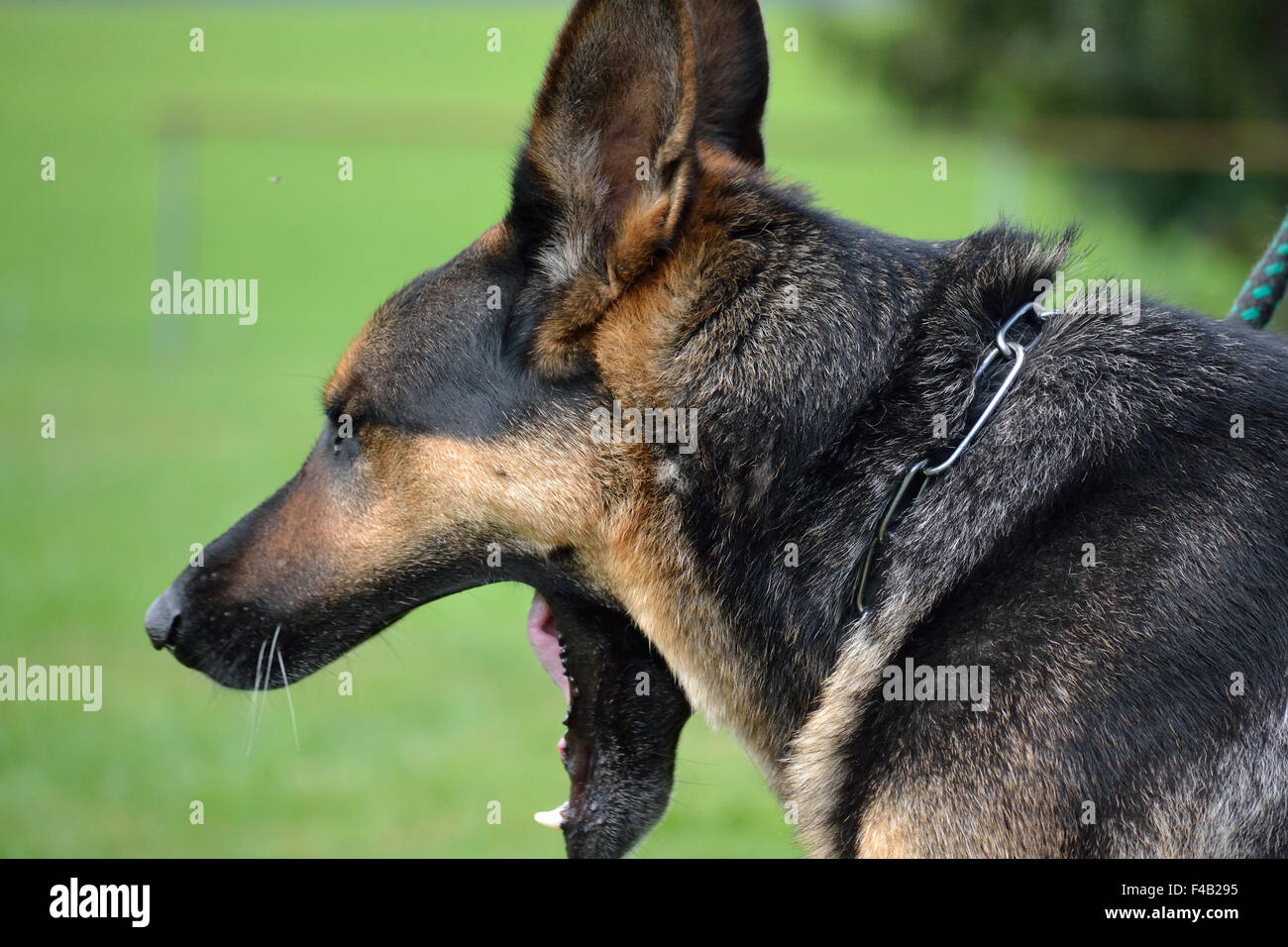 Yawning German Shepherd Stock Photo