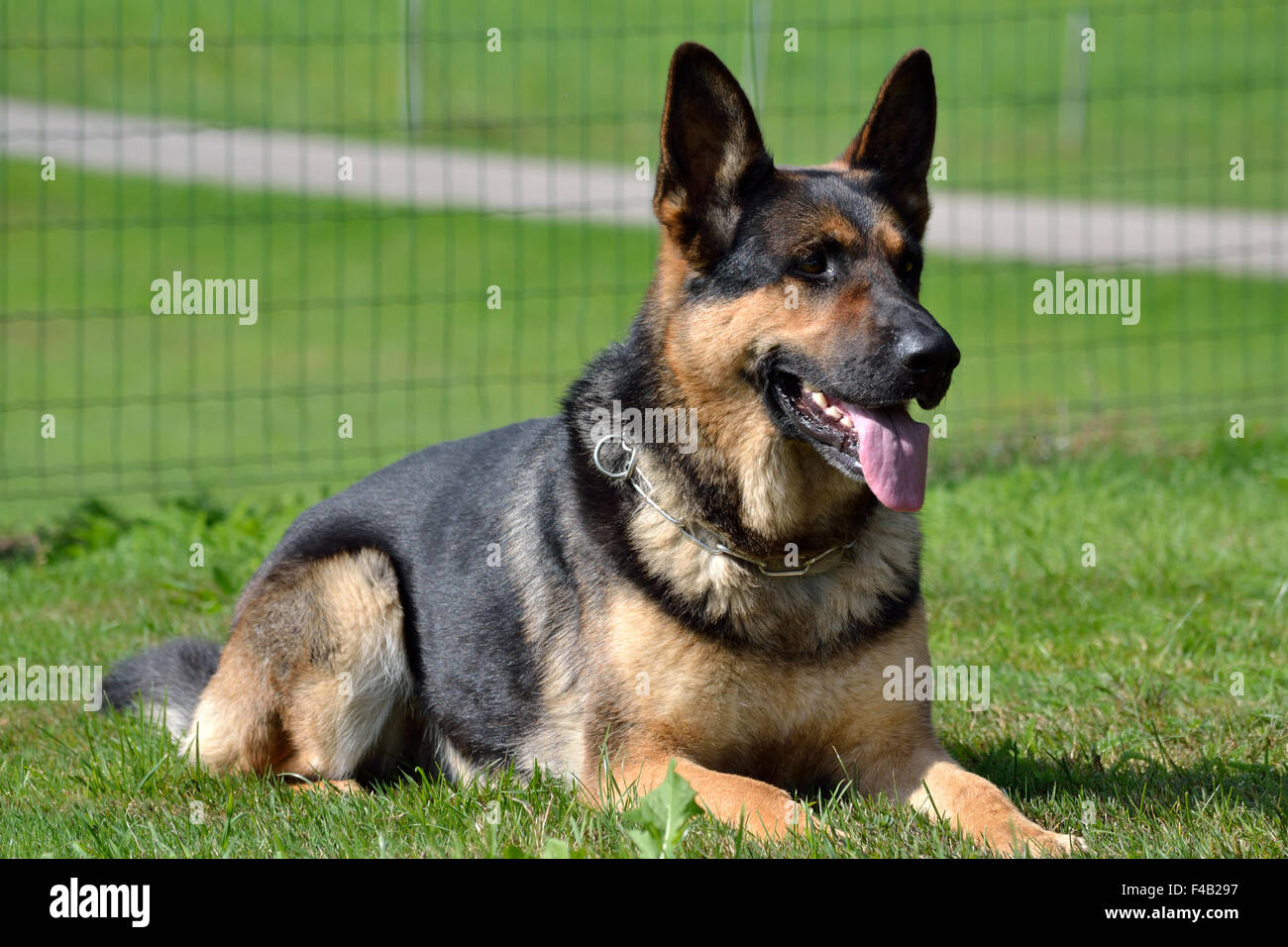 German Shepherd dog lying in a meadow Stock Photo