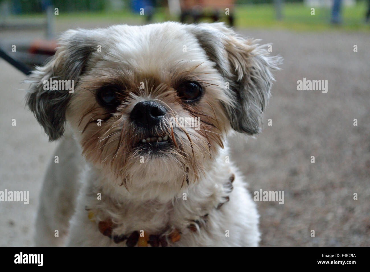 Small dog with big eyes Stock Photo