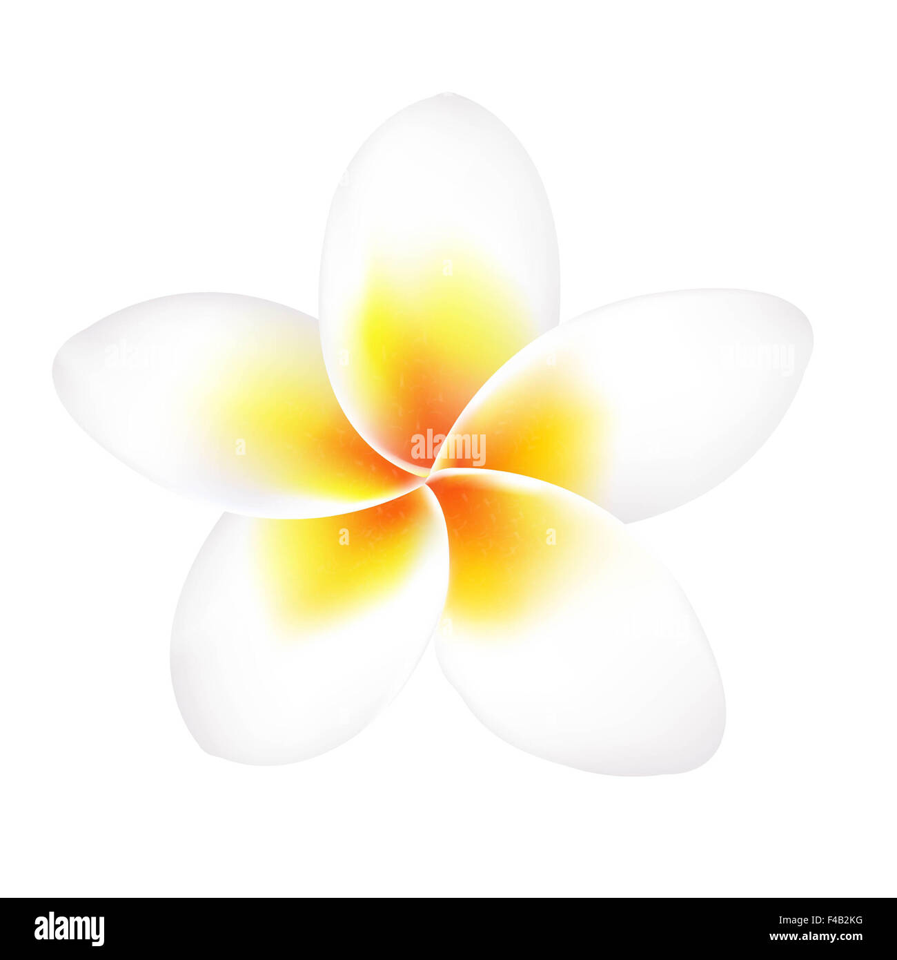 Frangipani Flower Isolated Stock Photo Alamy