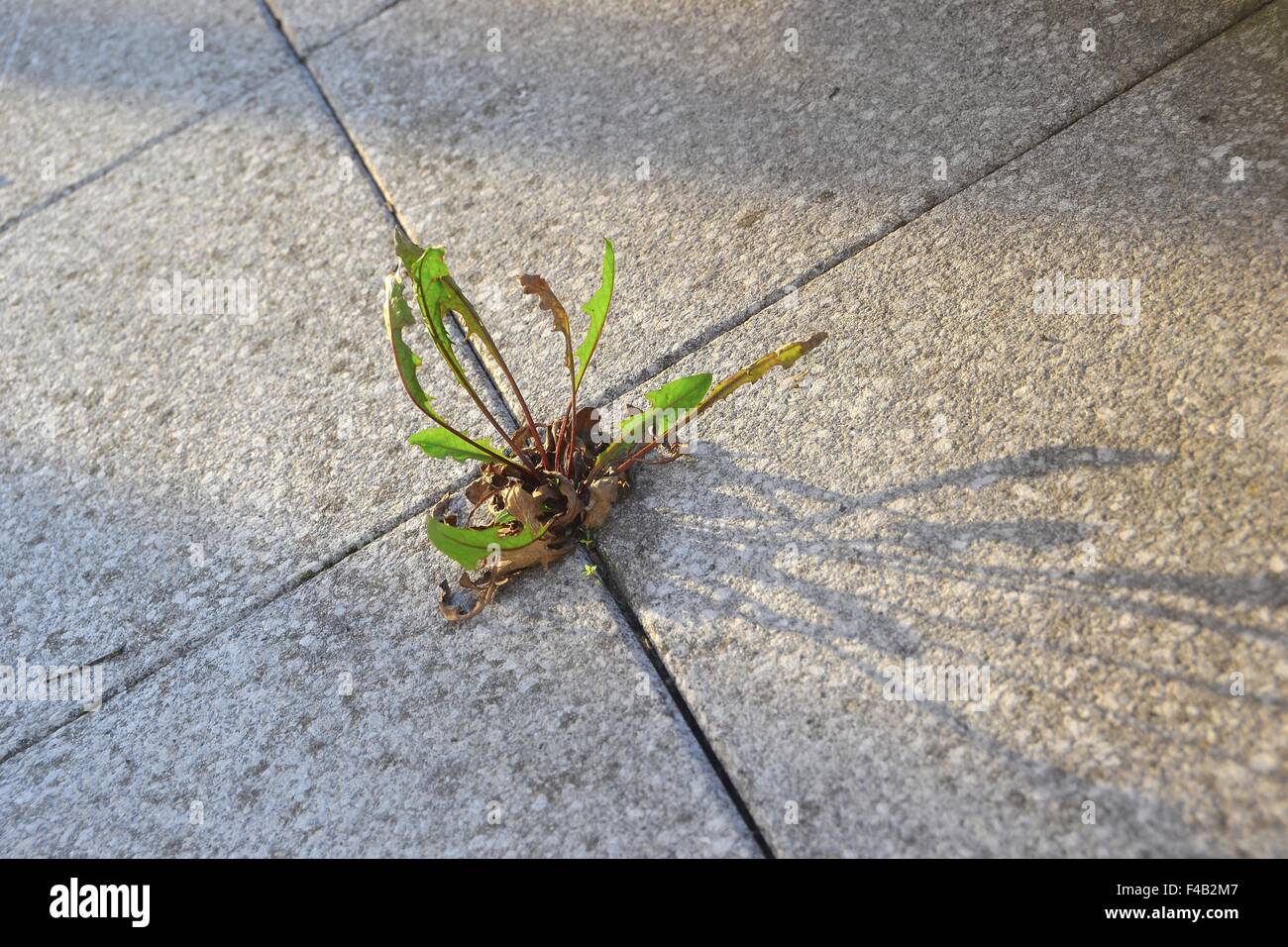 Struggle for survival of a plant Stock Photo