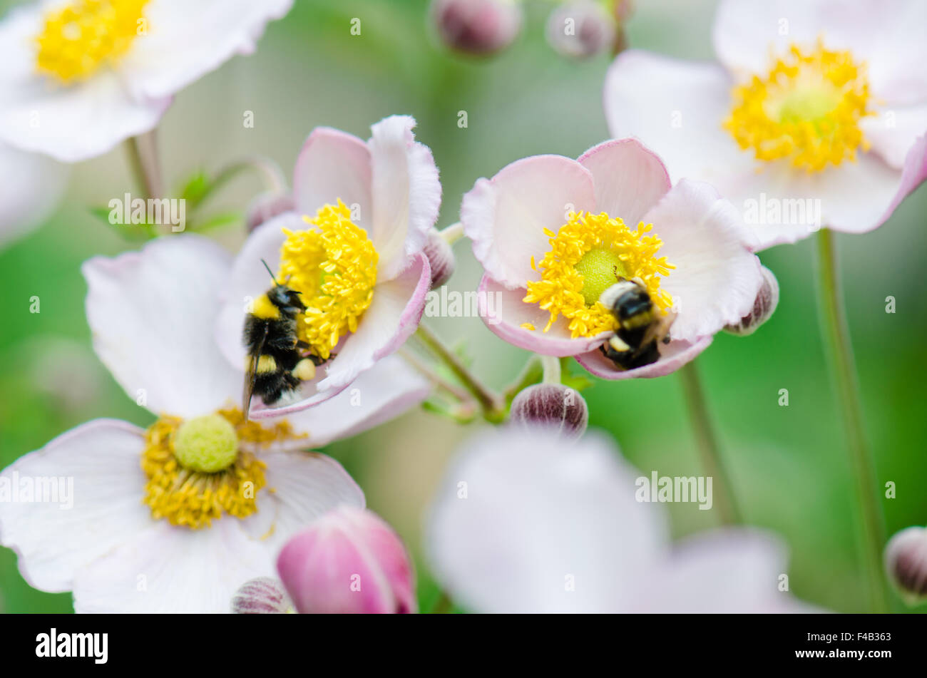 a bee collects pollen from flower, close-up Stock Photo