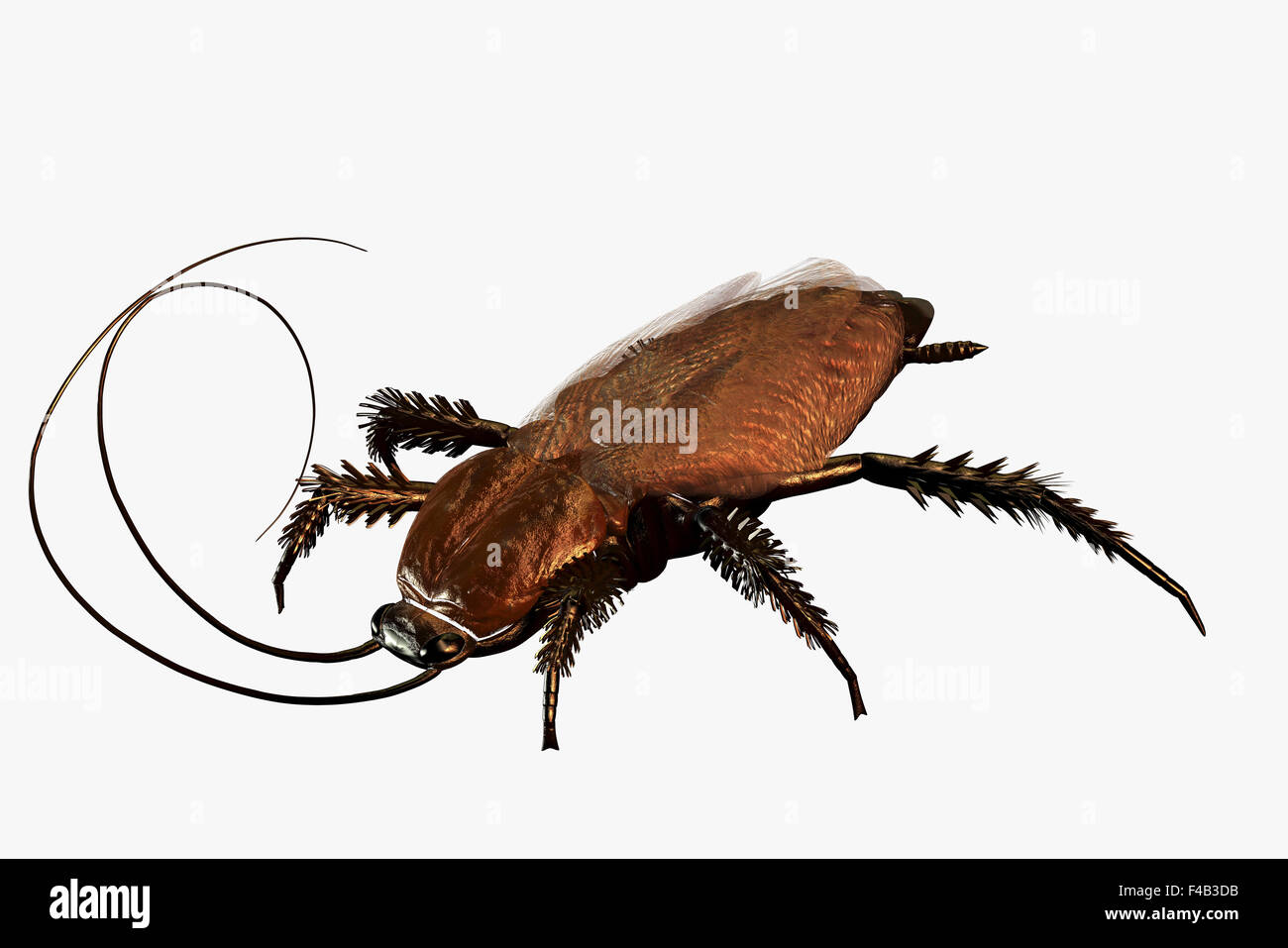 Cockroach Stock Photo