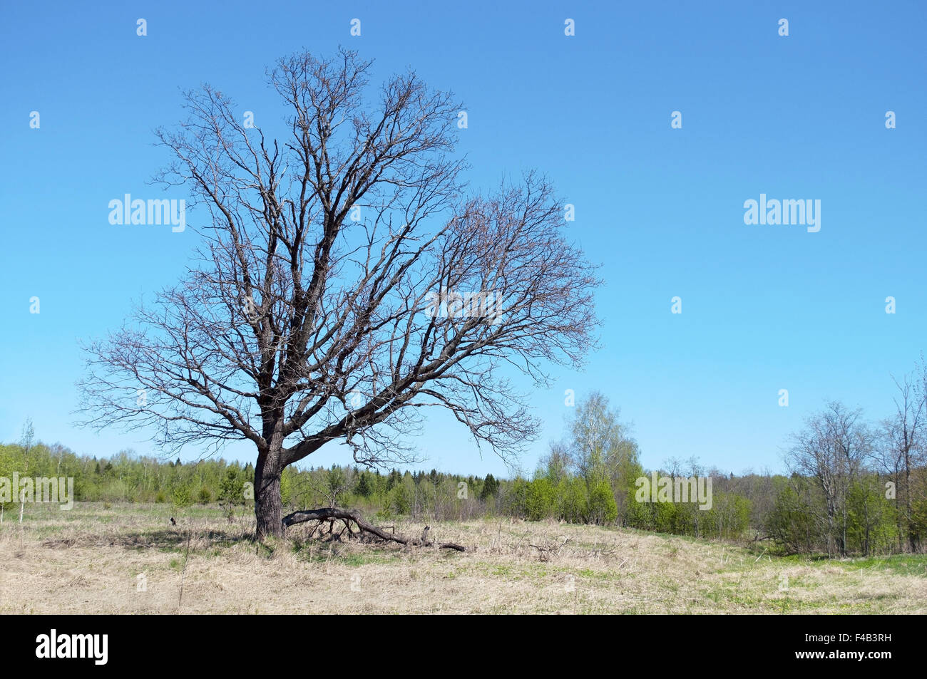 Old oak tree in spring time Stock Photo