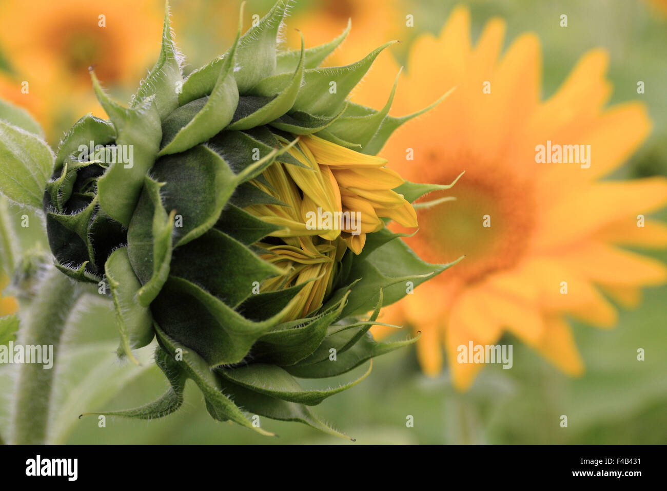 Sunflowers open and closed Stock Photo Alamy