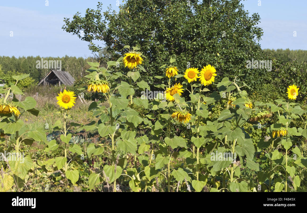 Blooming sunflowers Stock Photo