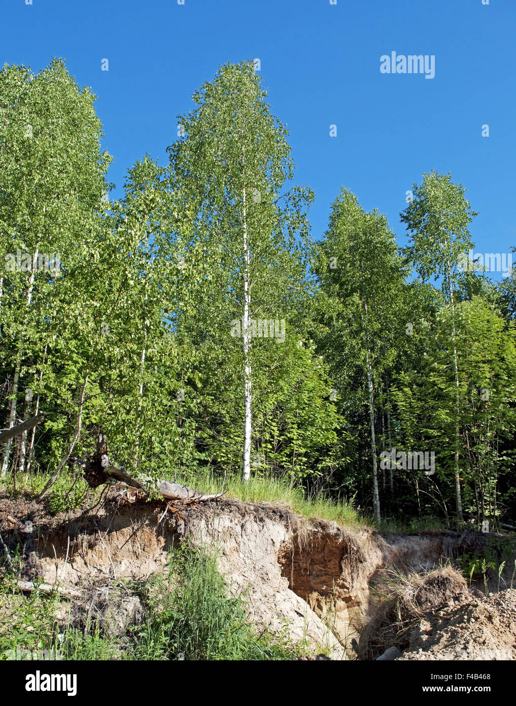 Cliff in the woods Stock Photo - Alamy