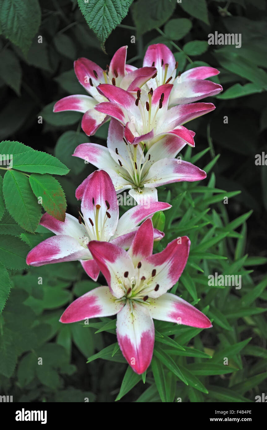 Blooming pink lilies in the garden Stock Photo
