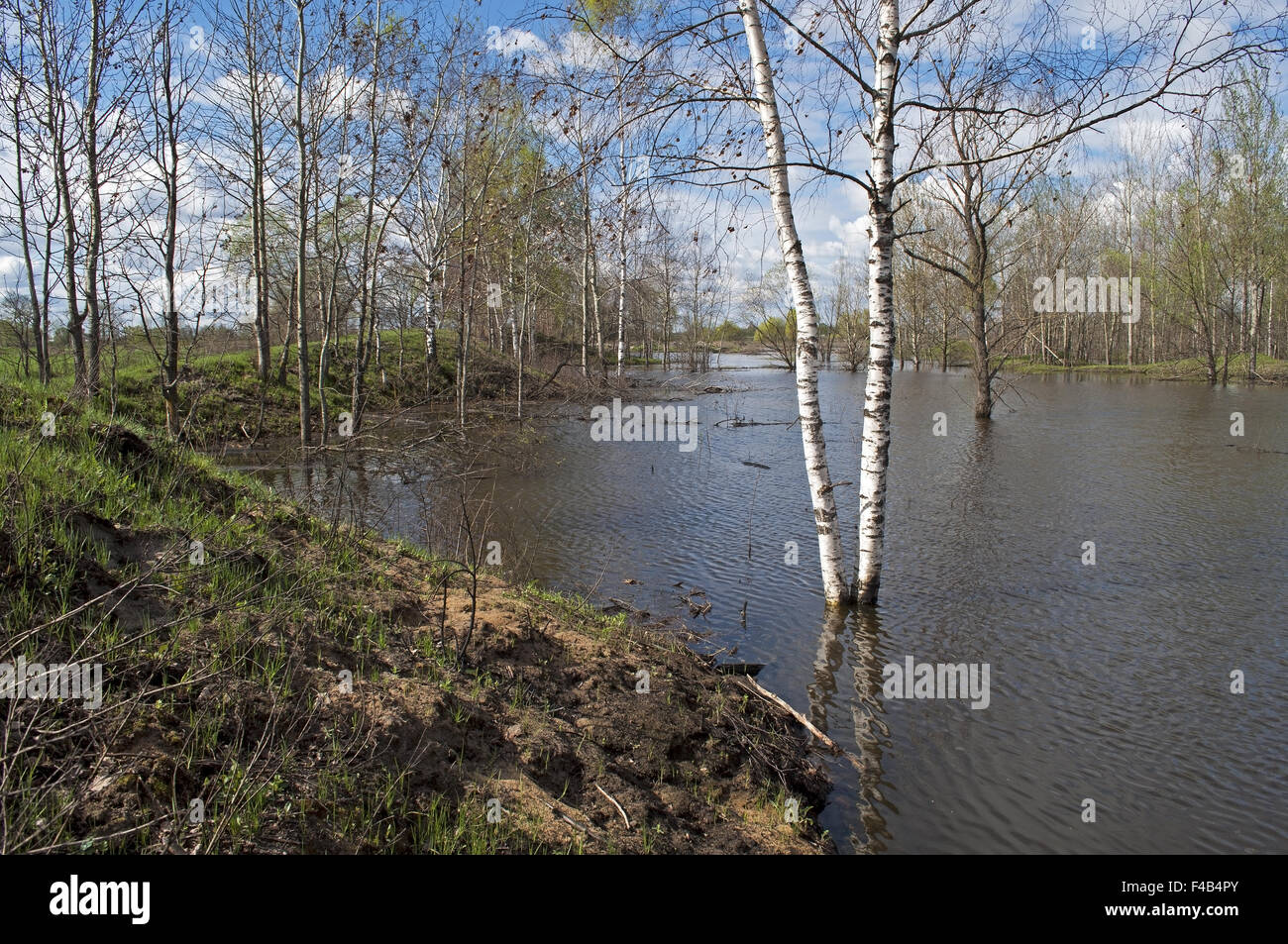 Trees submerged in flood water Stock Photo