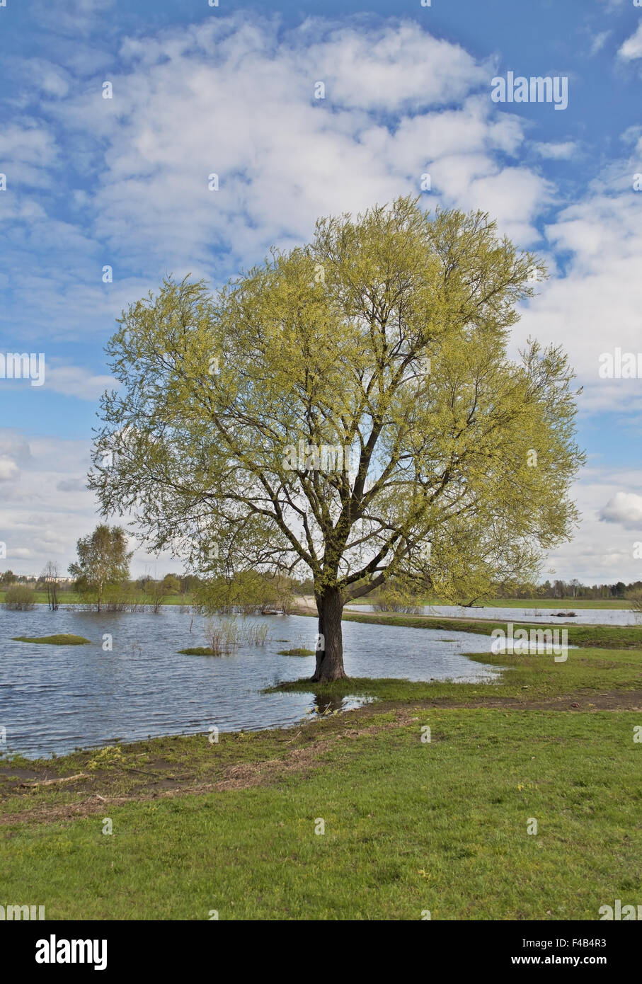 Solitary tree on riverbank Stock Photo