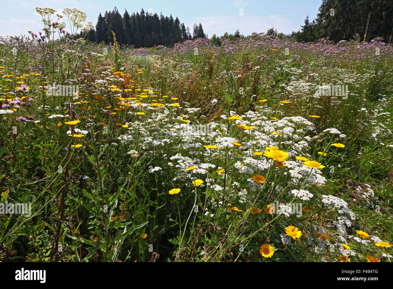 Summer meadow, dry ruderal vegetation Stock Photo