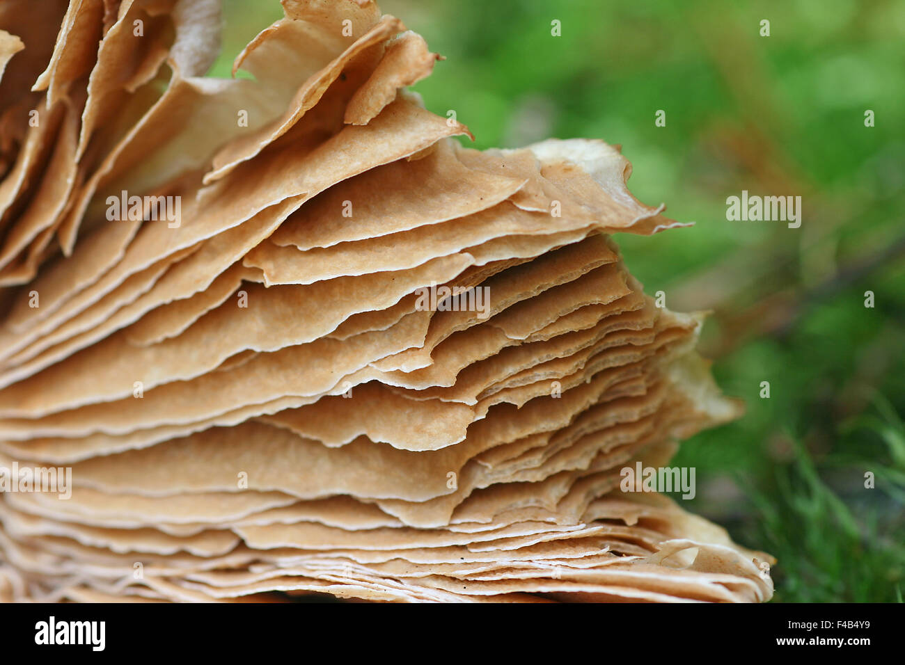 gypsy mushroom Stock Photo