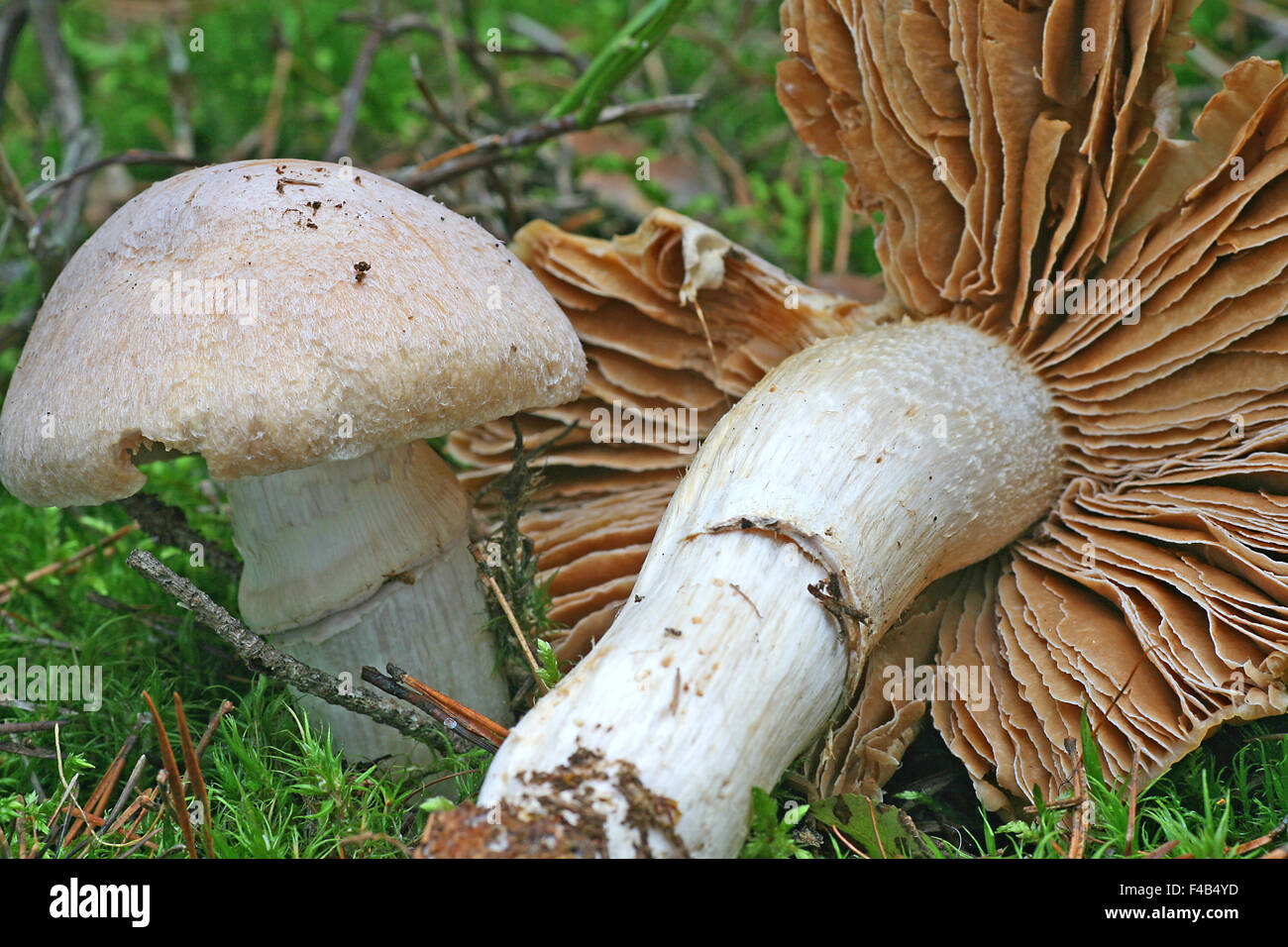 gypsy mushroom Stock Photo
