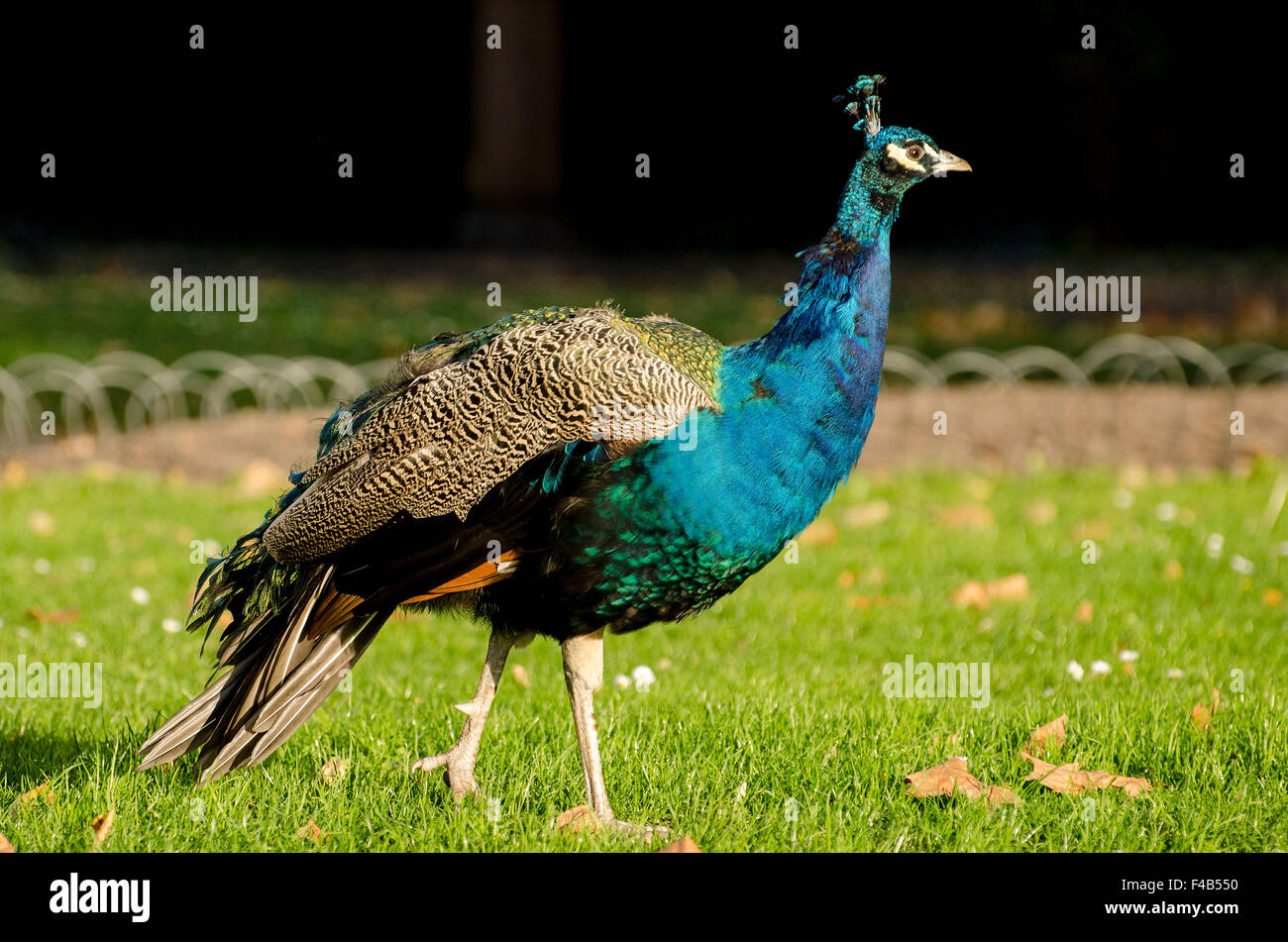 Peacock plumes hi res stock photography and images alamy