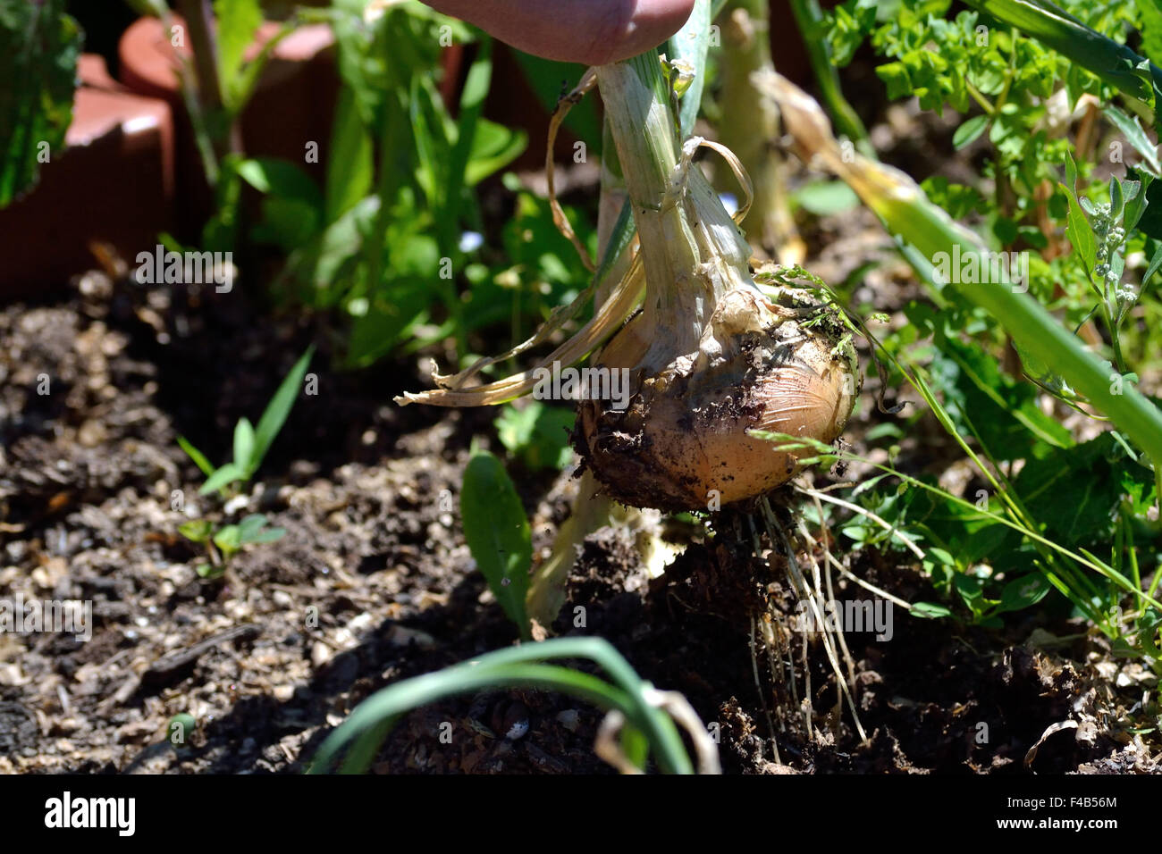 Onion crop in your garden Stock Photo