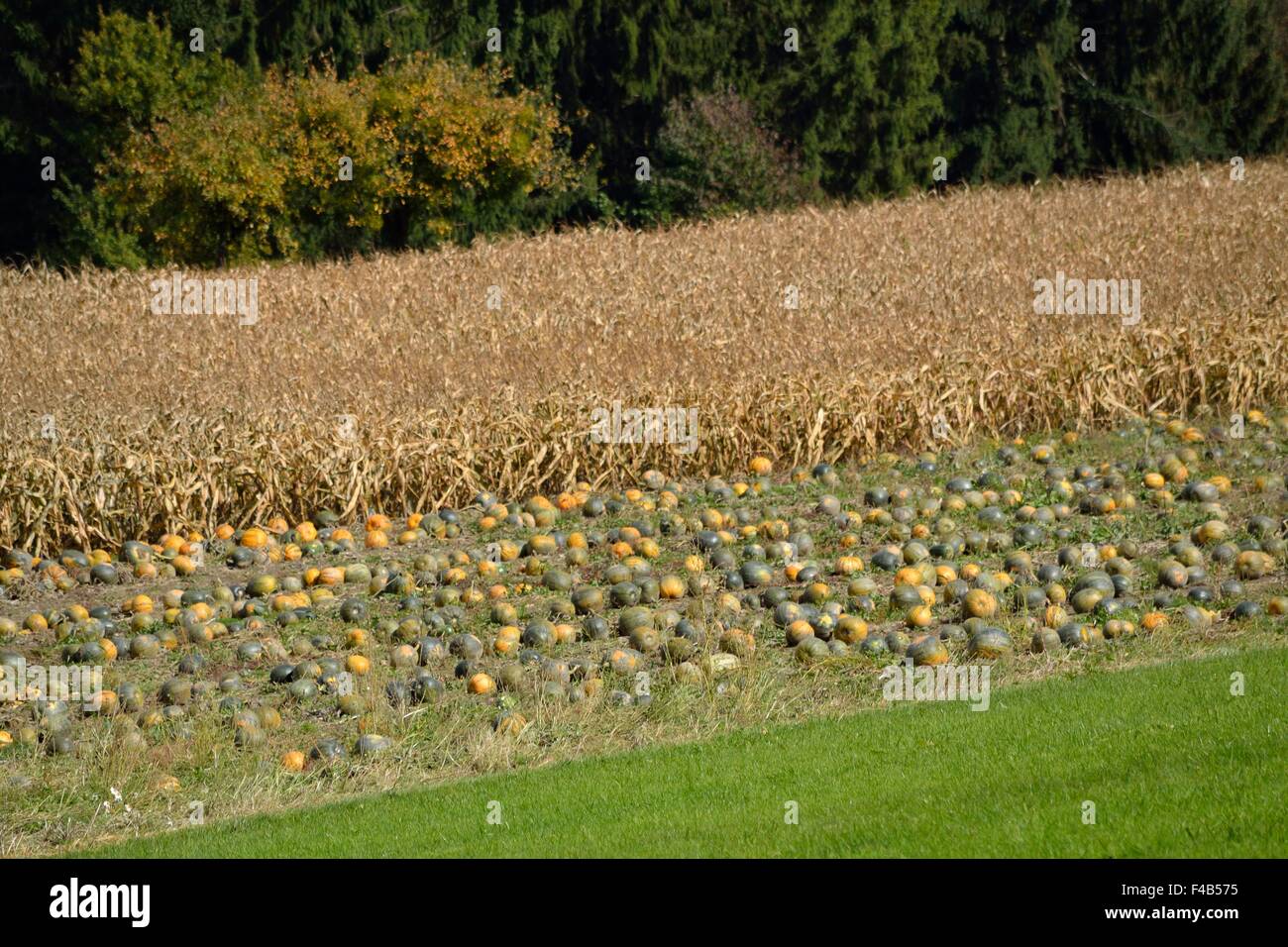 Pumpkin farm and corn field Stock Photo