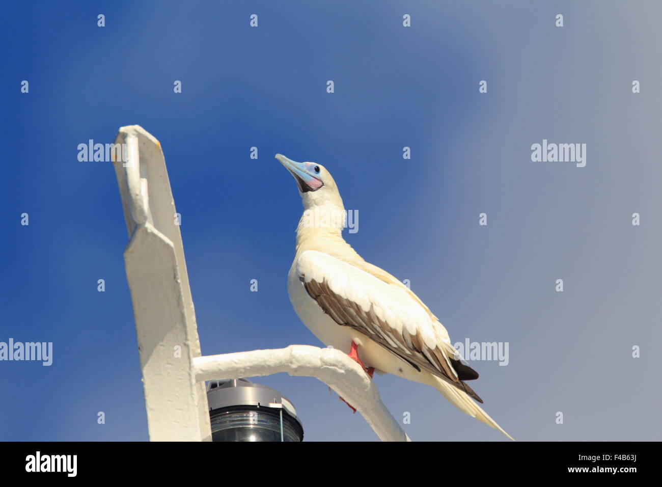 Red-footed Booby (Sula sula) in Japan Stock Photo