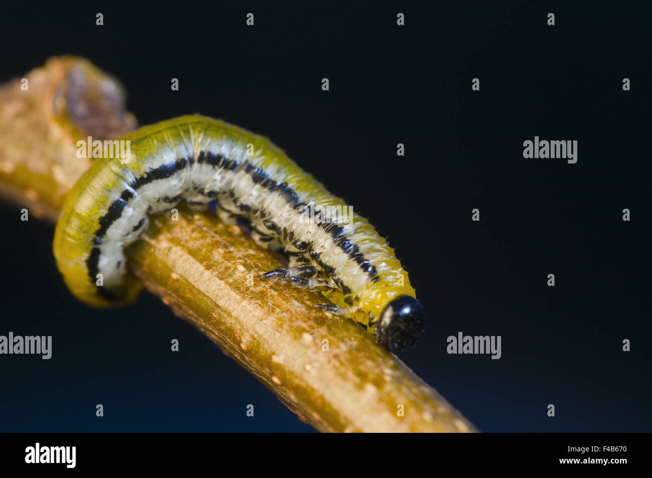 branch with caterpillar Stock Photo Alamy