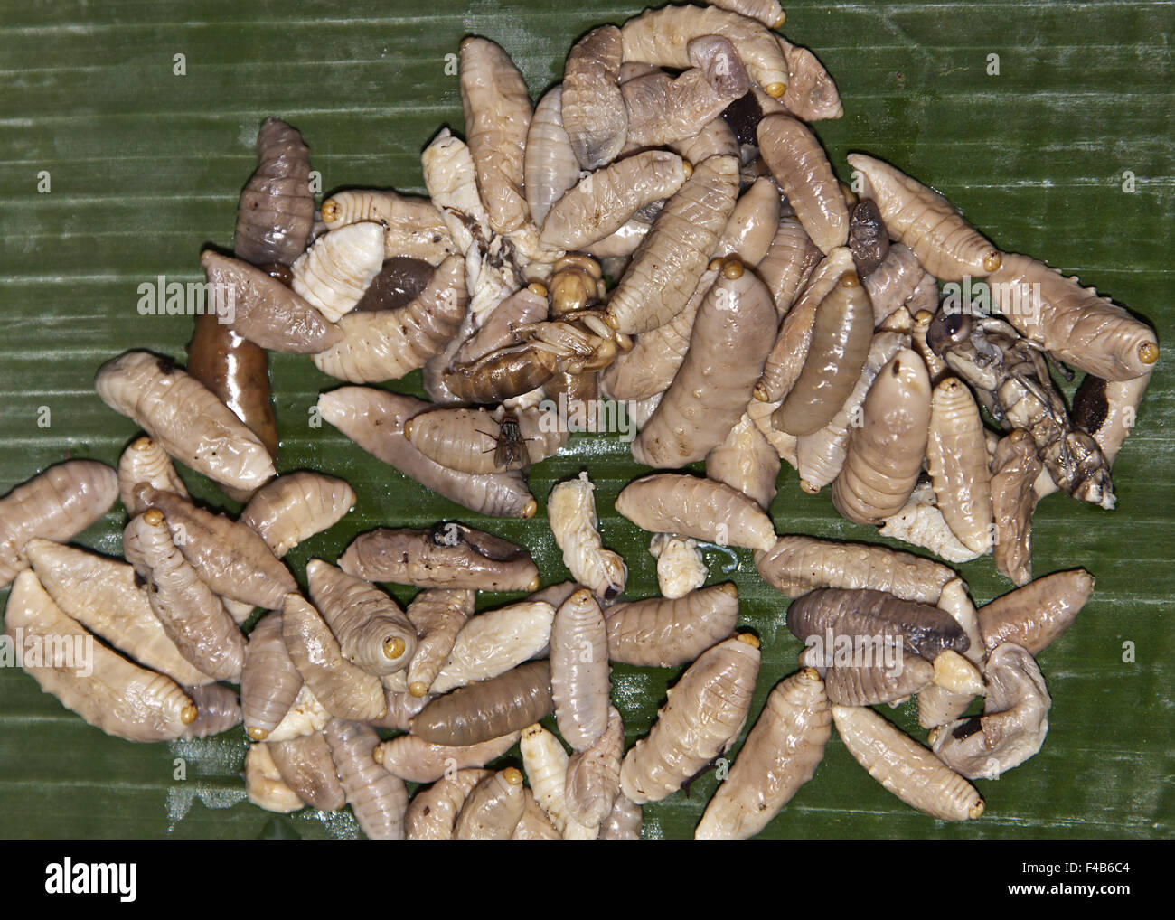 Larvae of queen bees Stock Photo