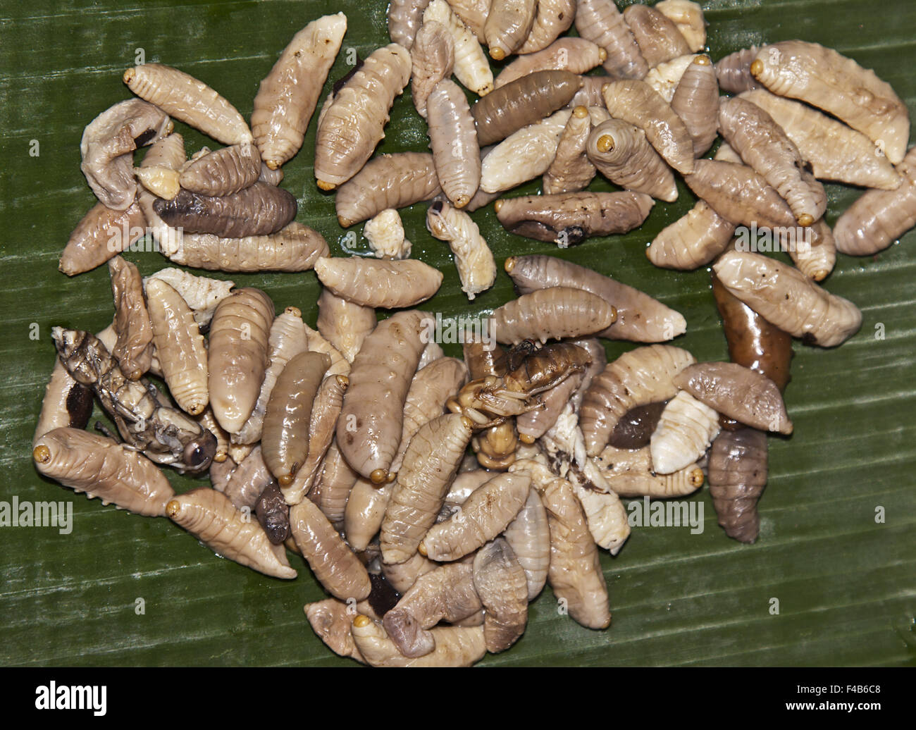 Larvae of queen bees Stock Photo