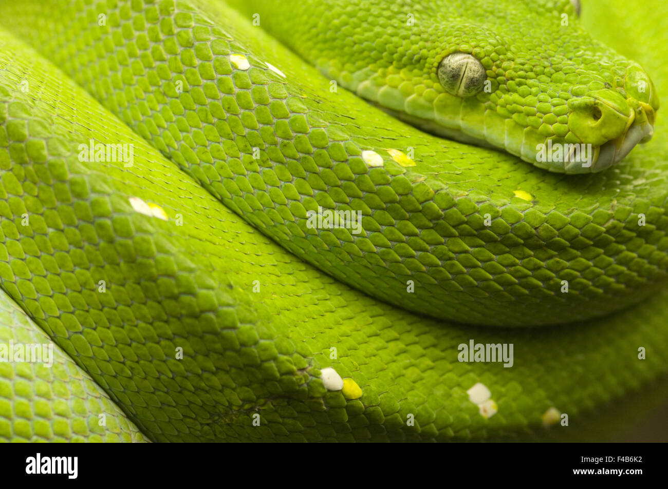 green tree python full Stock Photo - Alamy