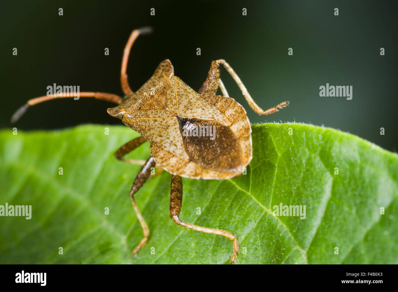 brown bug on leaf Stock Photo