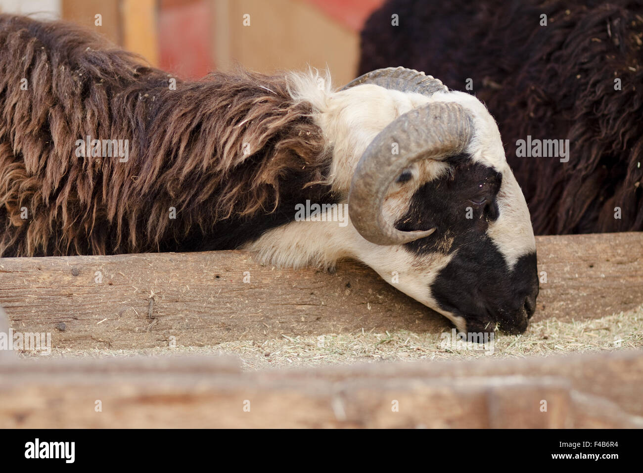 Sheep goat with eat in the trough Stock Photo