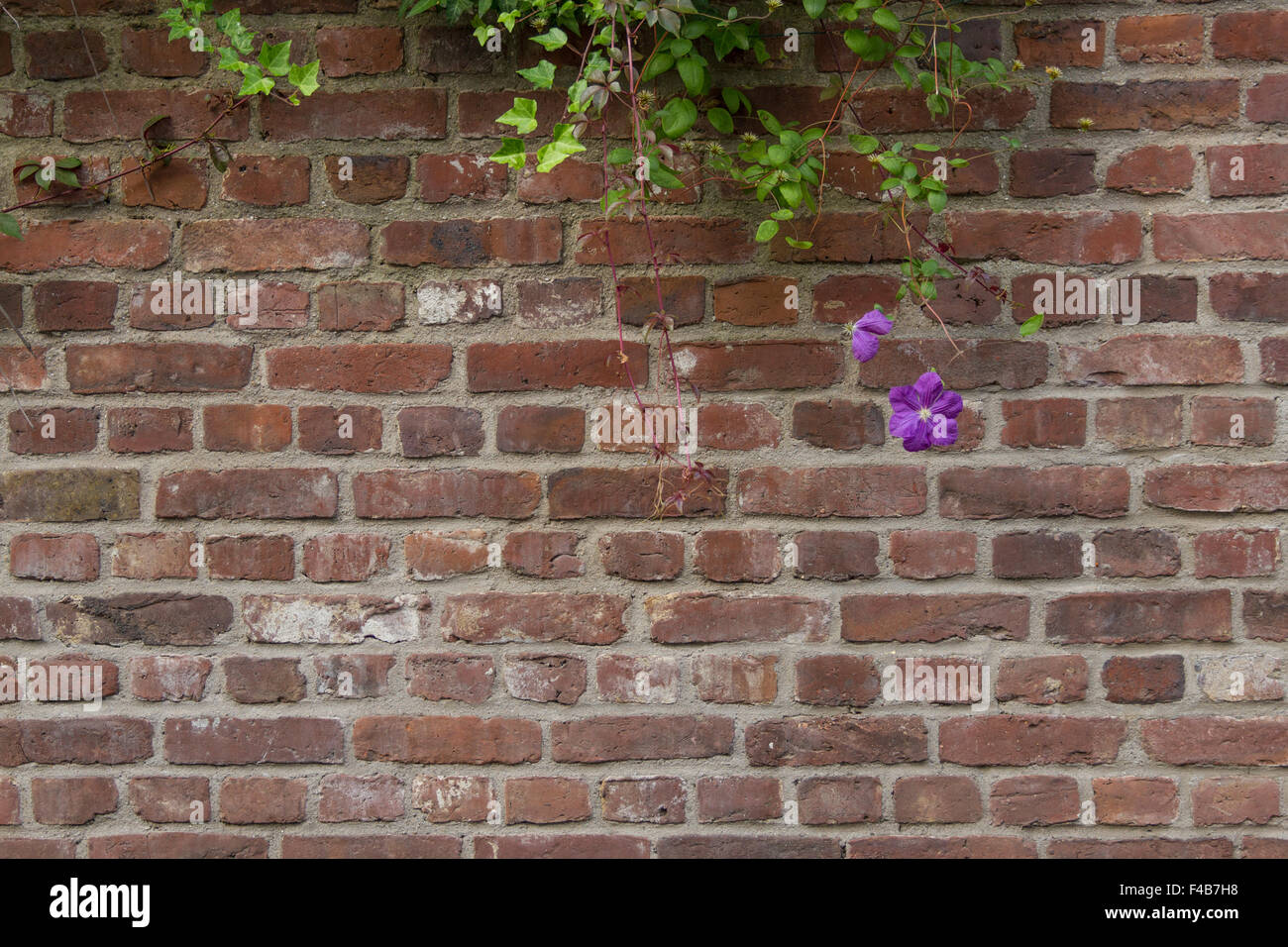 Wall of bricks with flower Stock Photo