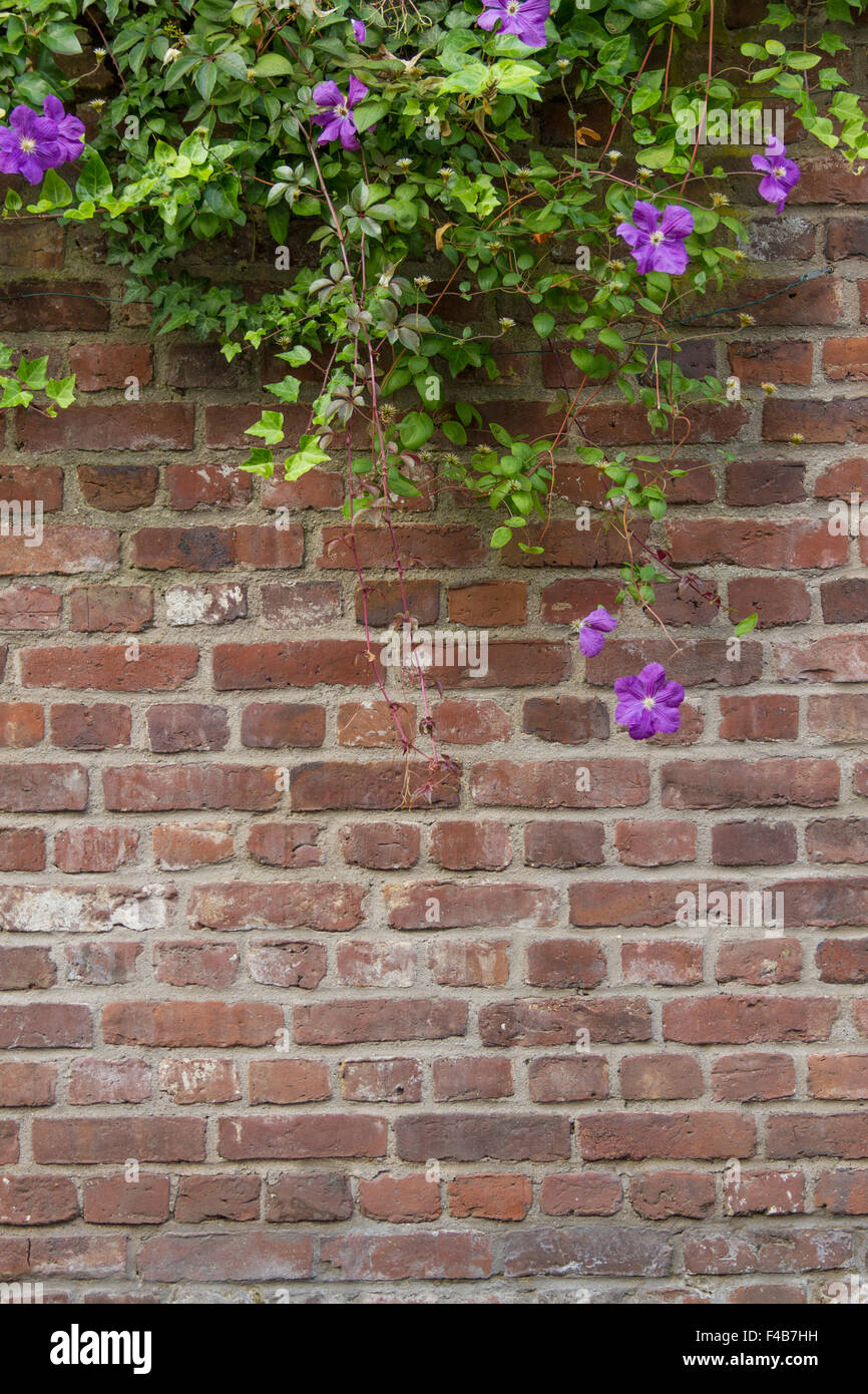 Wall of bricks with flower 2 Stock Photo