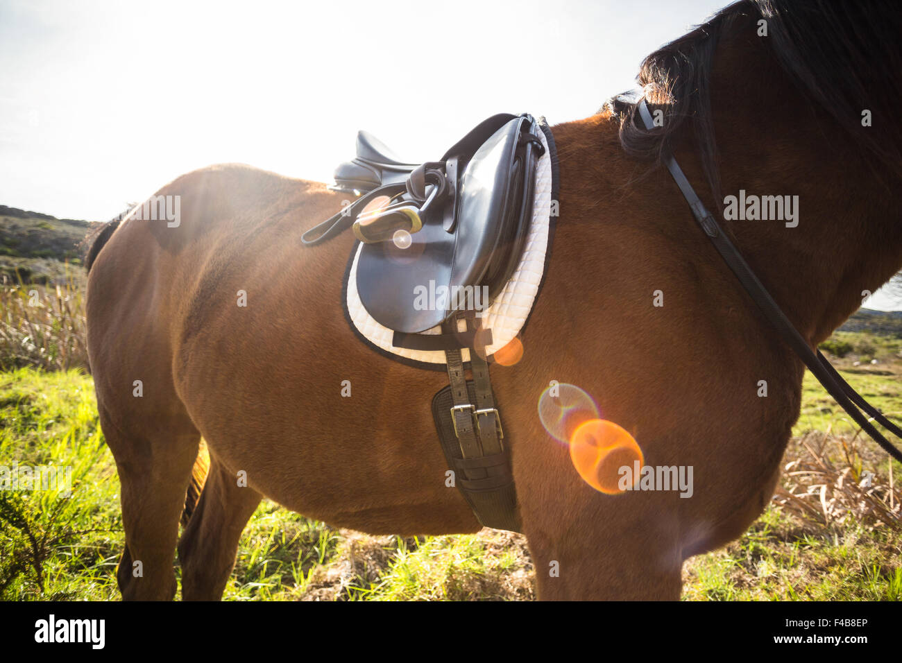Thorough bred horse with saddle Stock Photo