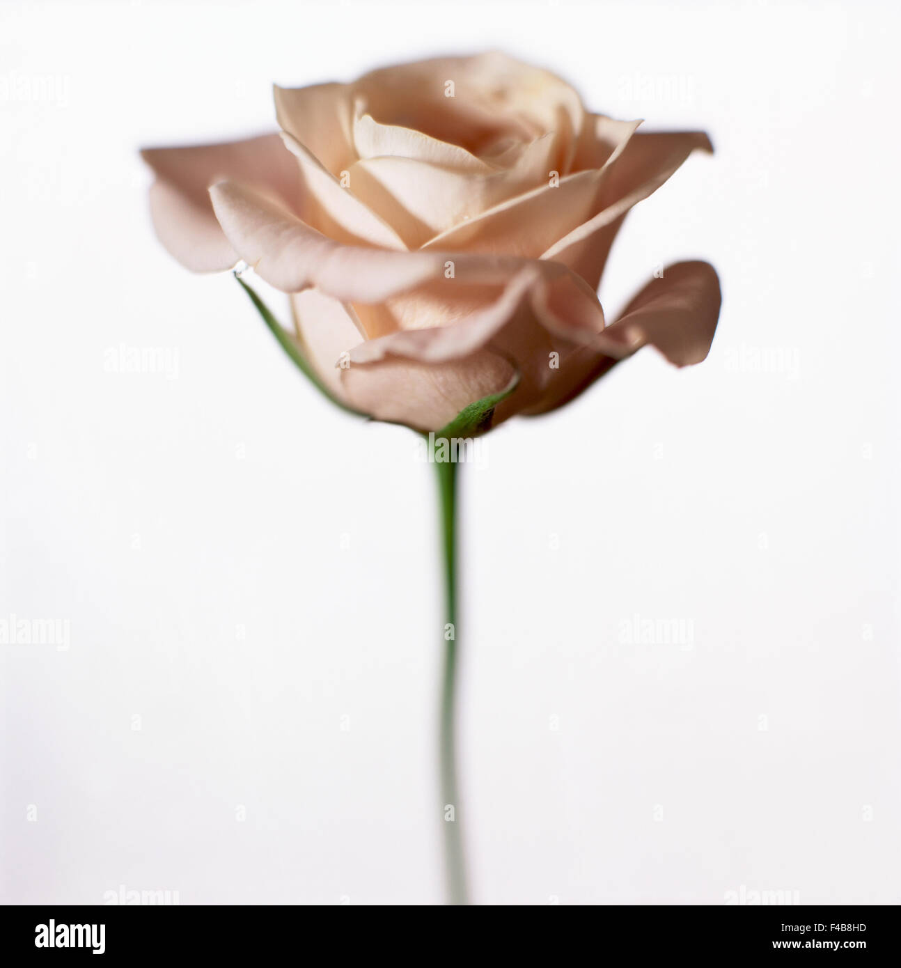 Close-op og a rose Stock Photo