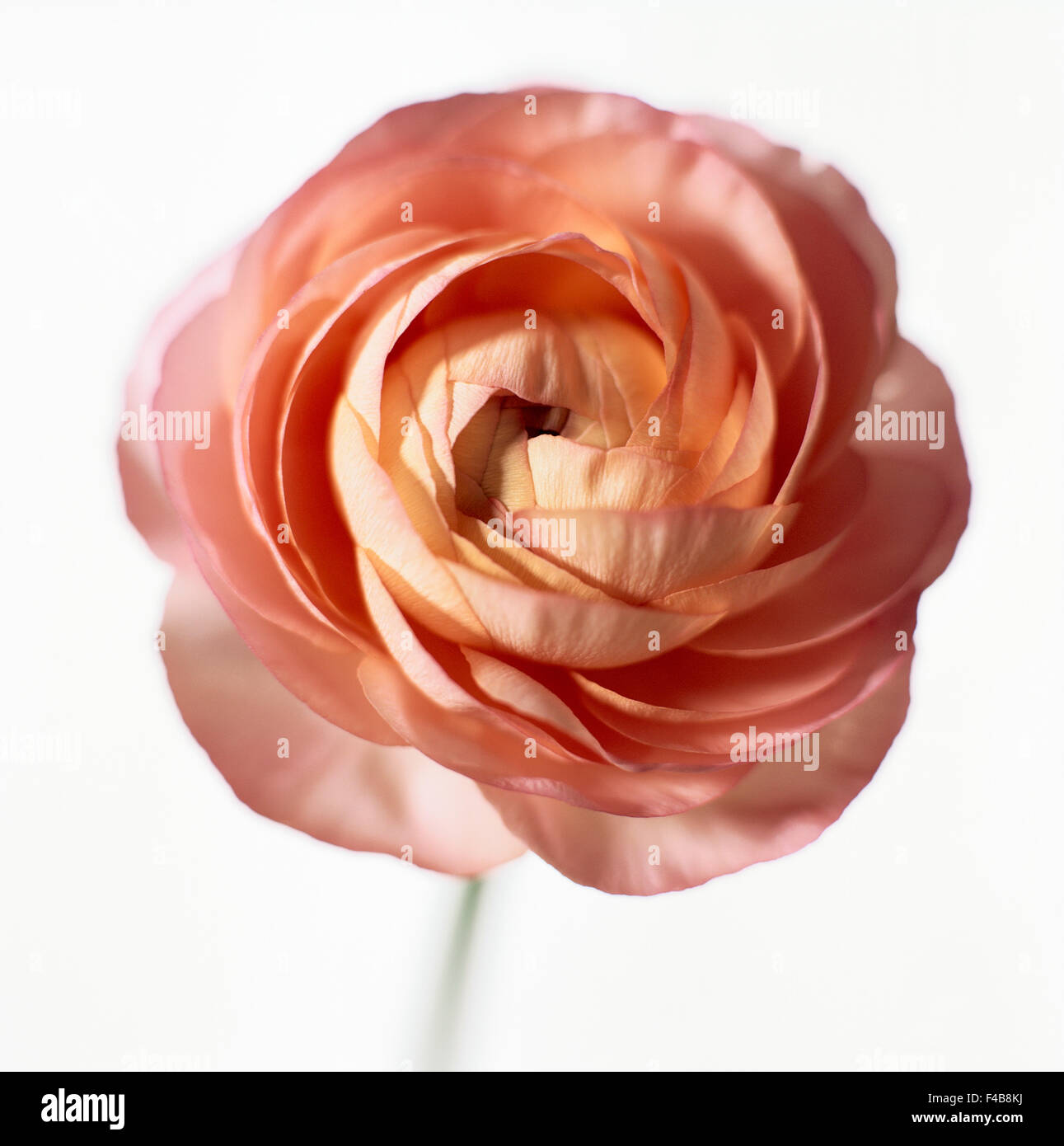 Persion Roses Persian rose hi-res stock photography and images - Alamy