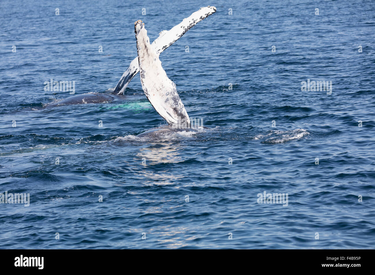 A couple of whales in Cape Cod, Massachussetts, United States Stock Photo