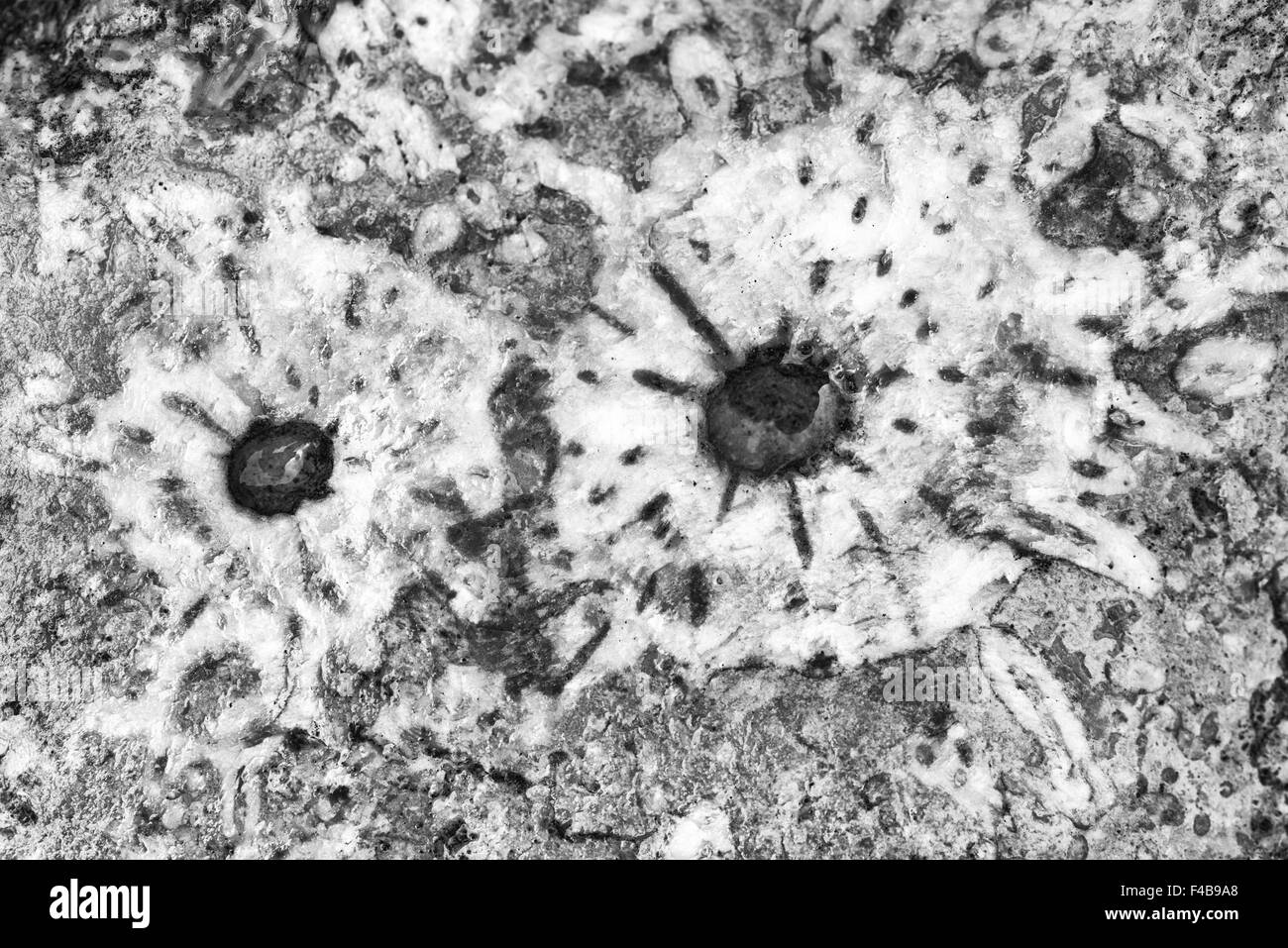 Fossilization and fossils Black and White Stock Photos & Images Alamy