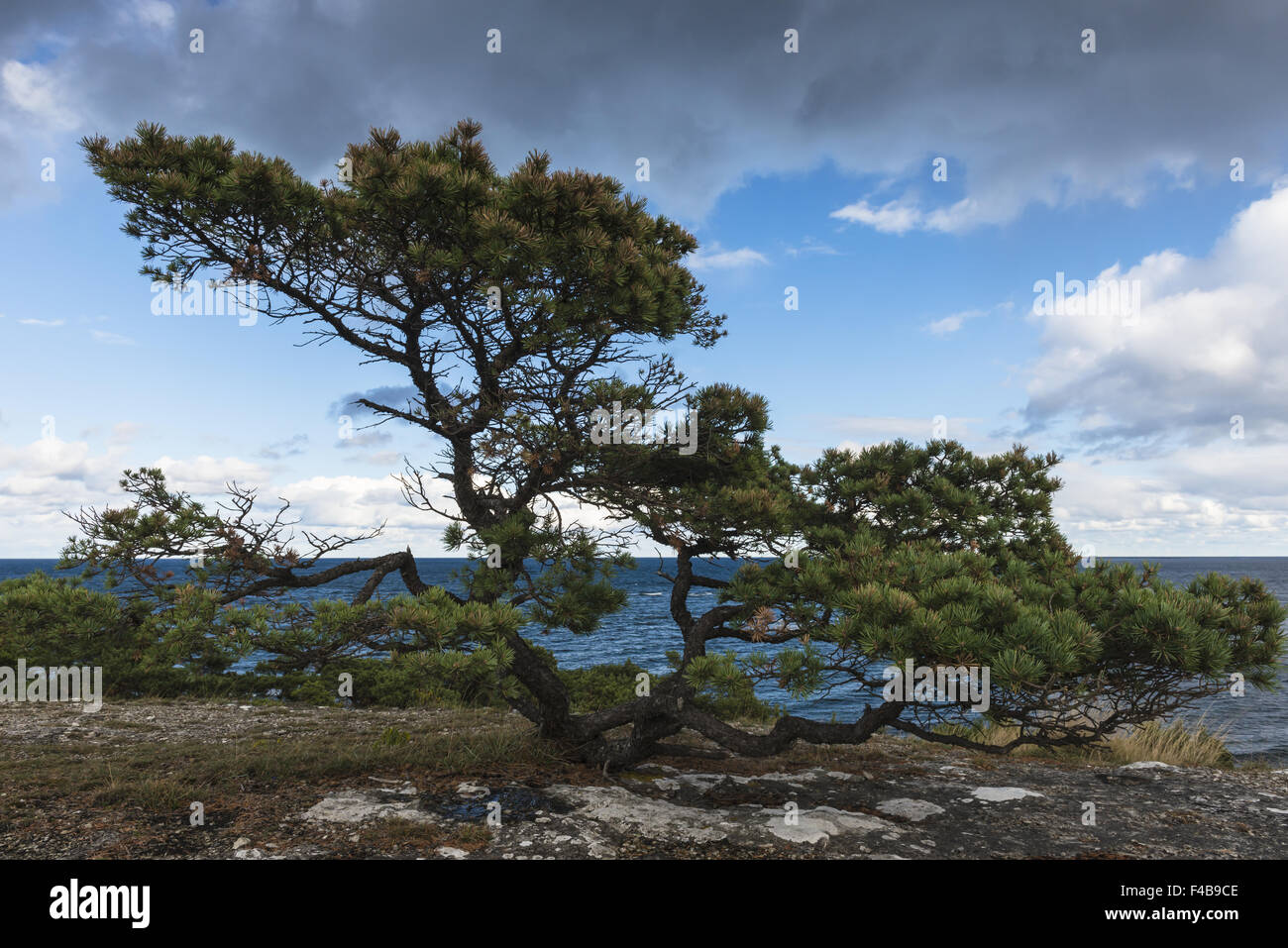 Scots pine, Gotland, Sweden Stock Photo