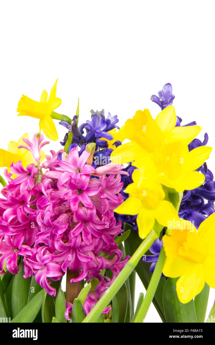 hyacinth and daffodil 9 Stock Photo Alamy