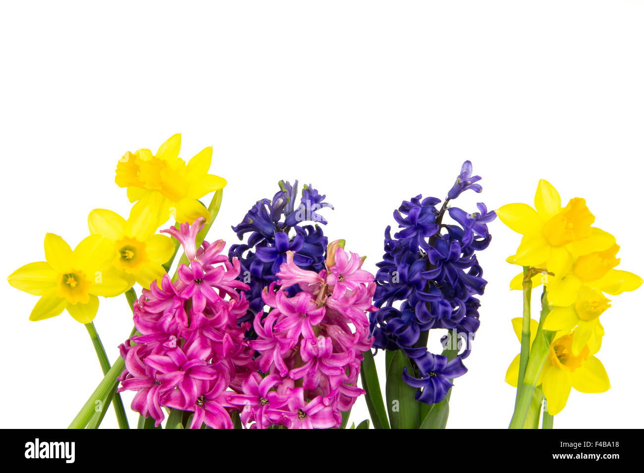 hyacinth and daffodil 6 Stock Photo Alamy