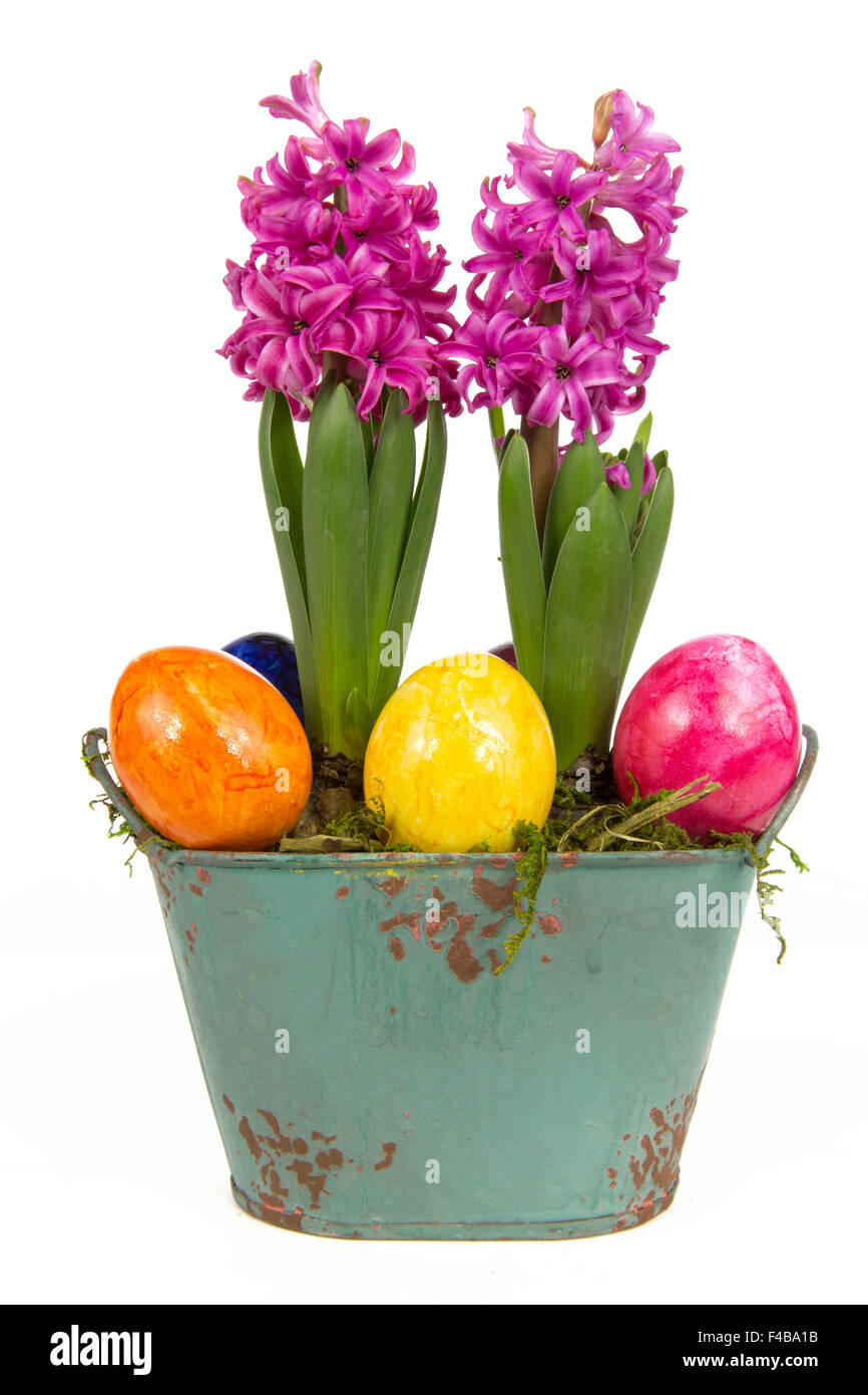 hyacinth pink eggs 1 Stock Photo