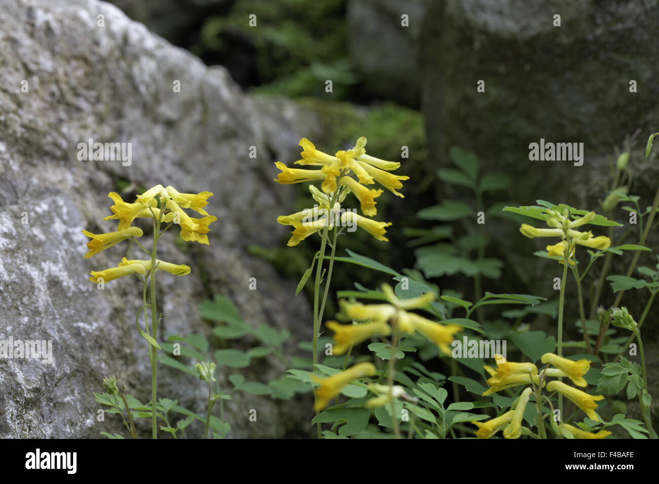 Corydalis lutea , Yellow Corydalis Stock Photo