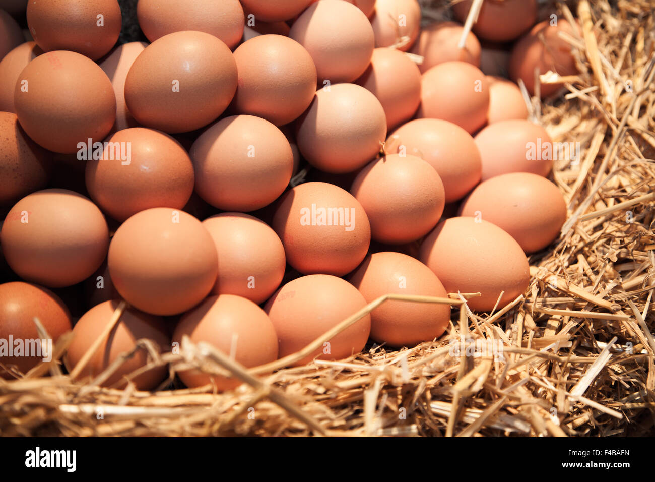 Hen house eggs hires stock photography and images Alamy