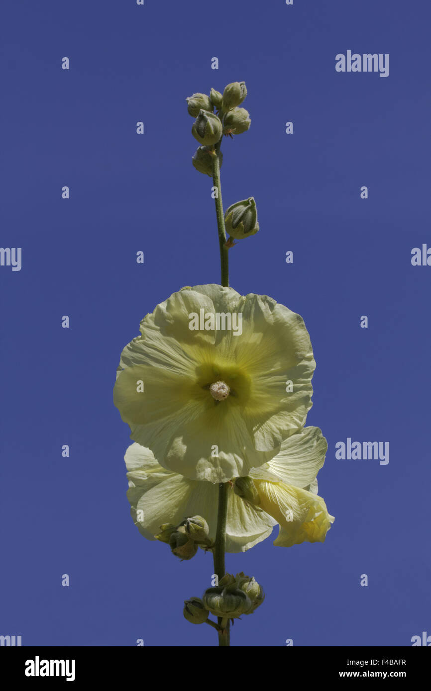 Althaea ficifolia (Alcea rosea), Marsh Mallow Stock Photo