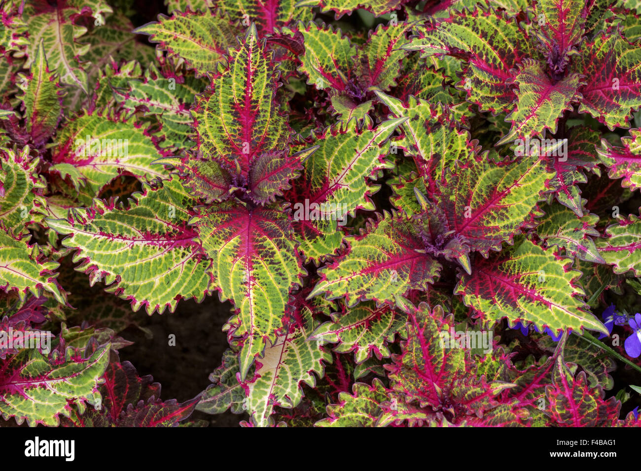 Coleus hybrid, Painted Nettle Stock Photo Alamy