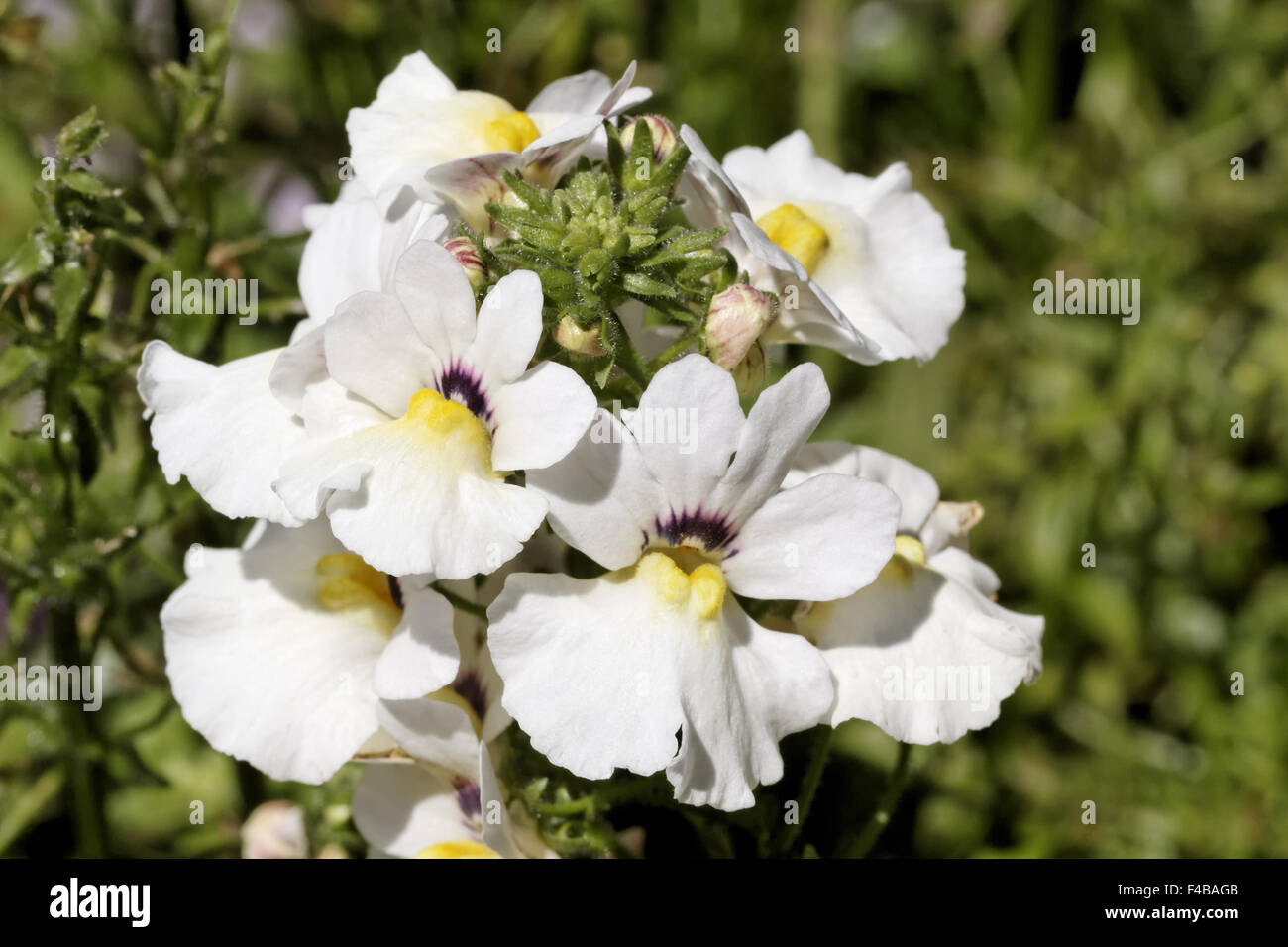 Nemesia hybrid Angelart Raspberry Stock Photo Alamy