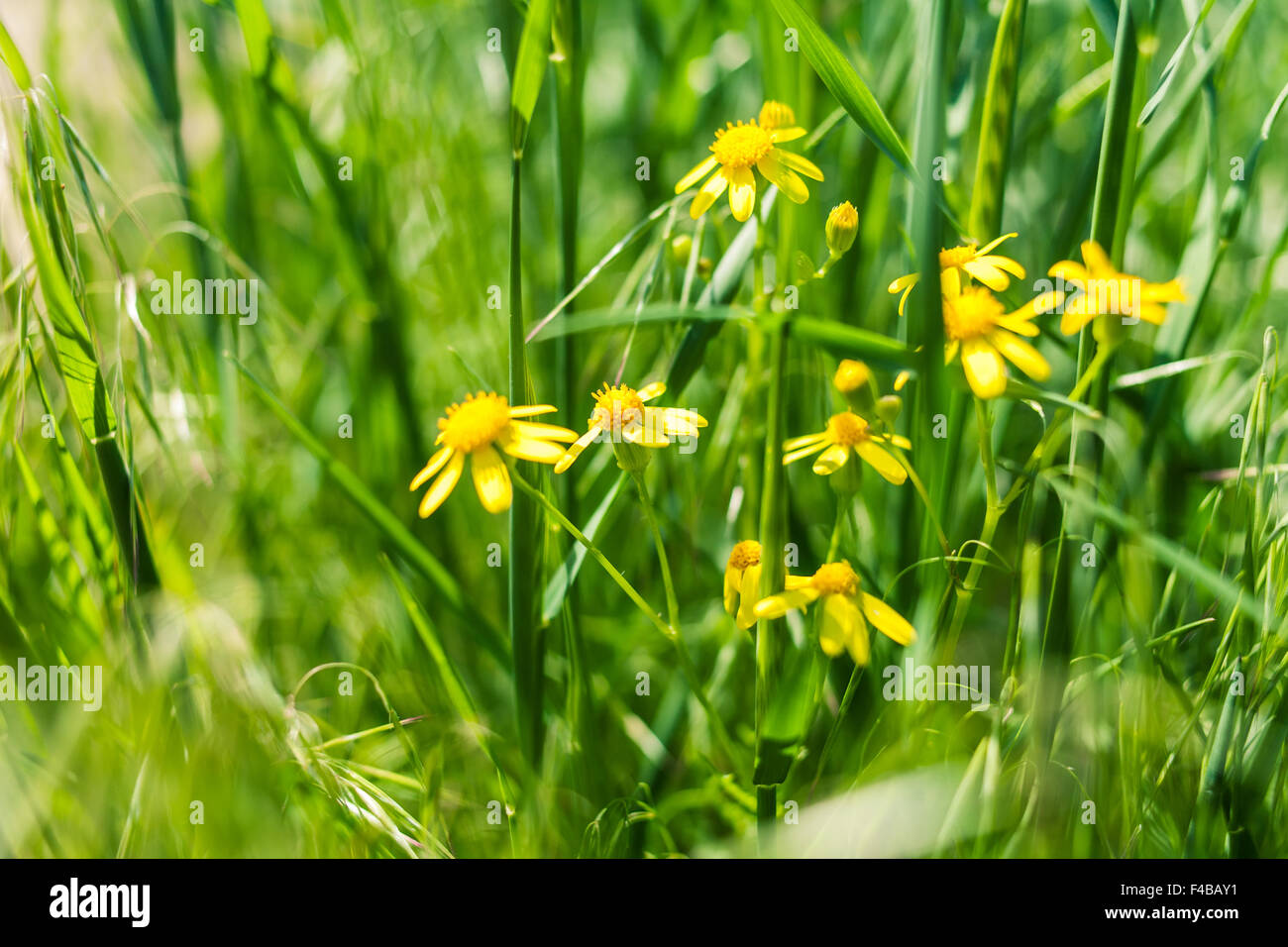 yellow flowers in grass Stock Photo Alamy