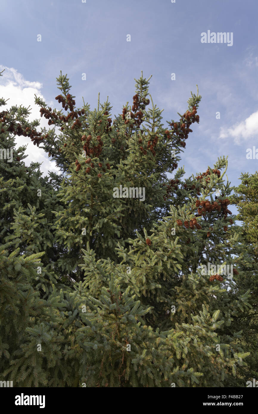 Picea jezoensis, Picea yezoenis, Jezo spruce Stock Photo