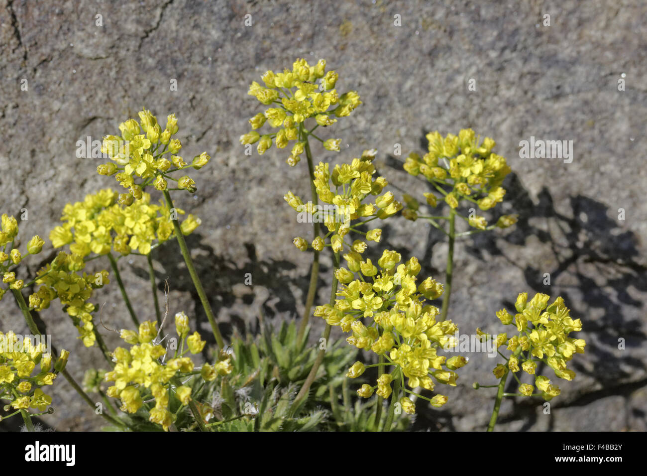 Draba lasiocarpa, Yelow alpine flower Stock Photo