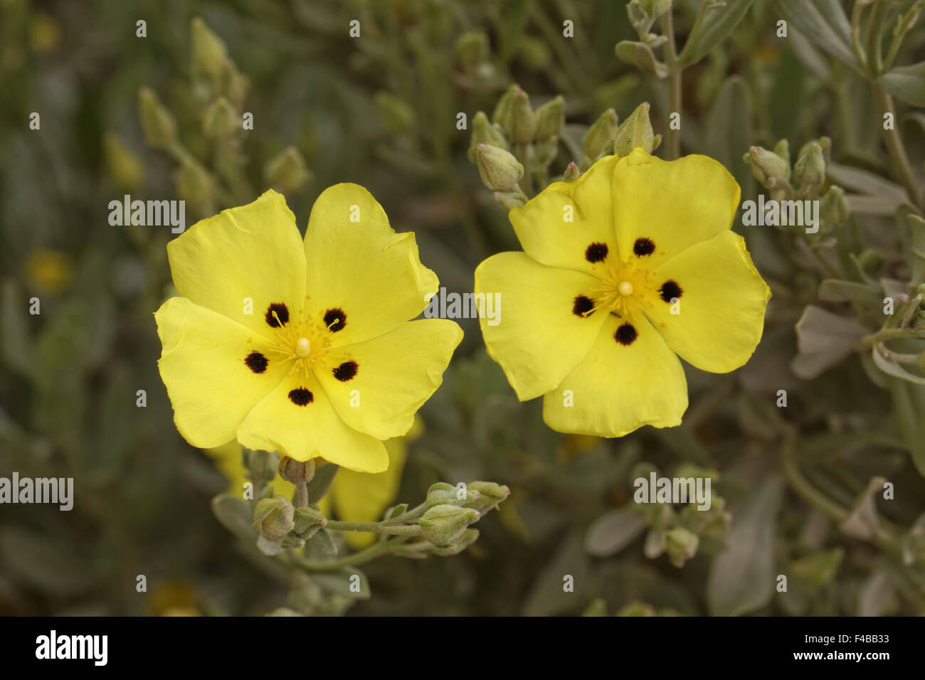 Halimium halimifolium, Yellow Sun Rose Stock Photo